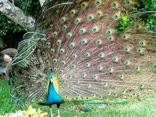 2134 Fisher Island Dr 2134, Miami Beach, Florida 33109, 3 Bedrooms Bedrooms, ,3 BathroomsBathrooms,Residentiallease,For Rent,2134 Fisher Island Dr 2134,A11542879