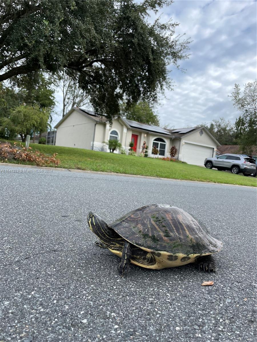 516 Meadow Green Dr, Davenport, FL, 33837 United States, 3 Bedrooms Bedrooms, ,2 BathroomsBathrooms,Residential,For Sale,Meadow Green Dr,A11547879