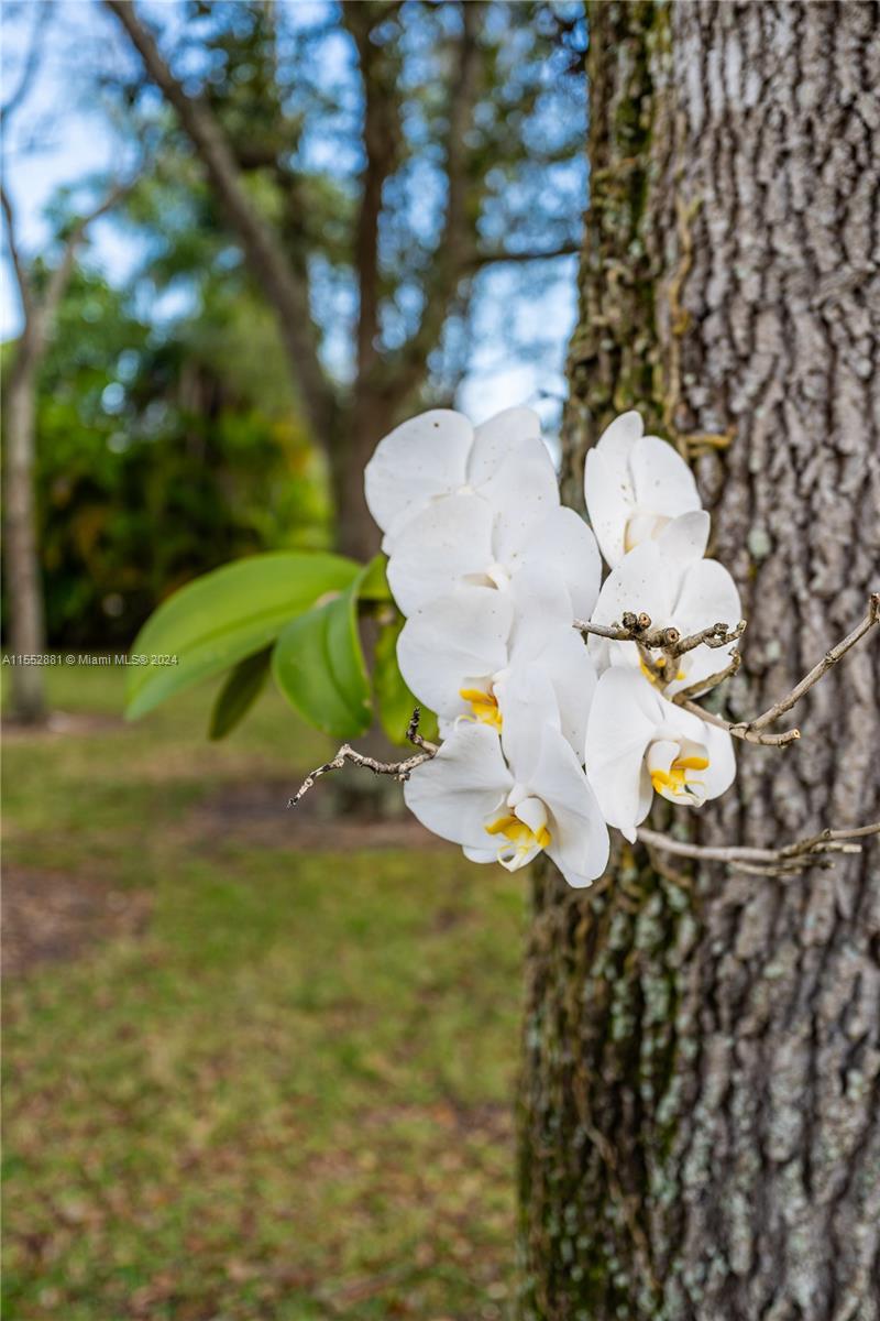18500 SW 206th St, Miami, Florida 33187, 4 Bedrooms Bedrooms, ,4 BathroomsBathrooms,Residential,For Sale,18500 SW 206th St,A11552881
