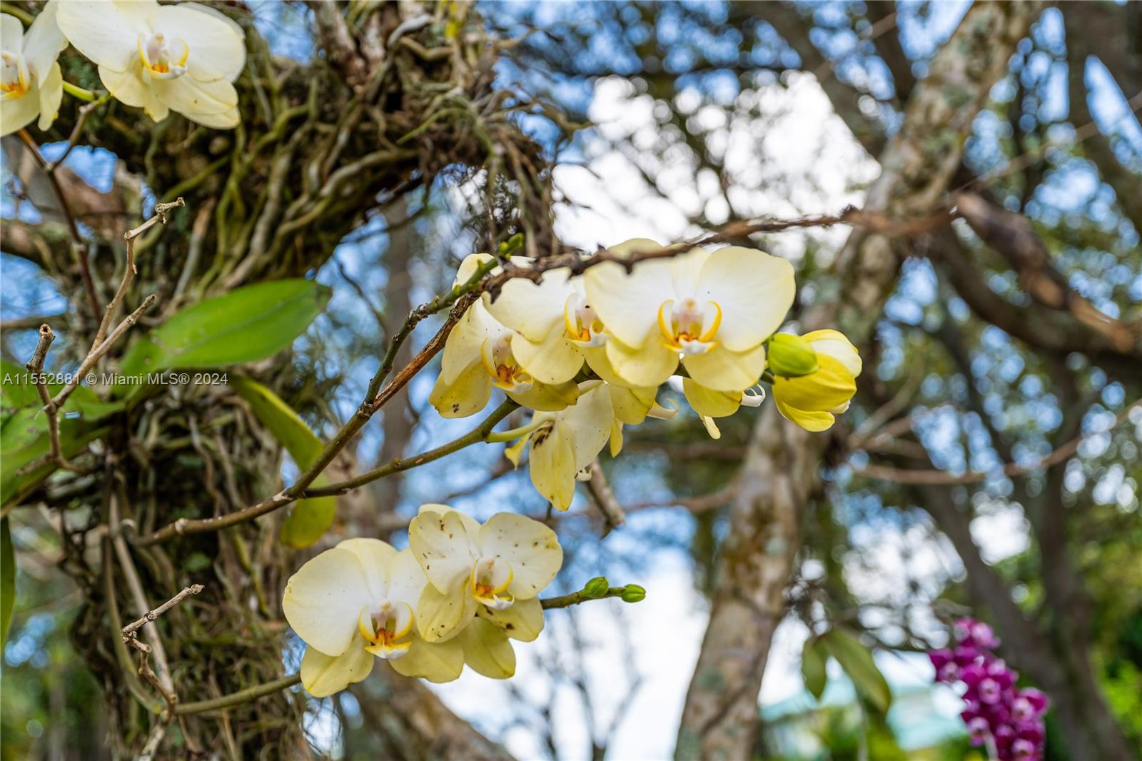 18500 SW 206th St, Miami, Florida 33187, 4 Bedrooms Bedrooms, ,4 BathroomsBathrooms,Residential,For Sale,18500 SW 206th St,A11552881