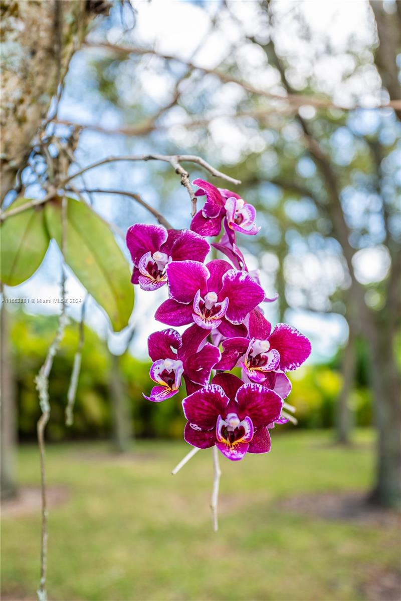 18500 SW 206th St, Miami, Florida 33187, 4 Bedrooms Bedrooms, ,4 BathroomsBathrooms,Residential,For Sale,18500 SW 206th St,A11552881