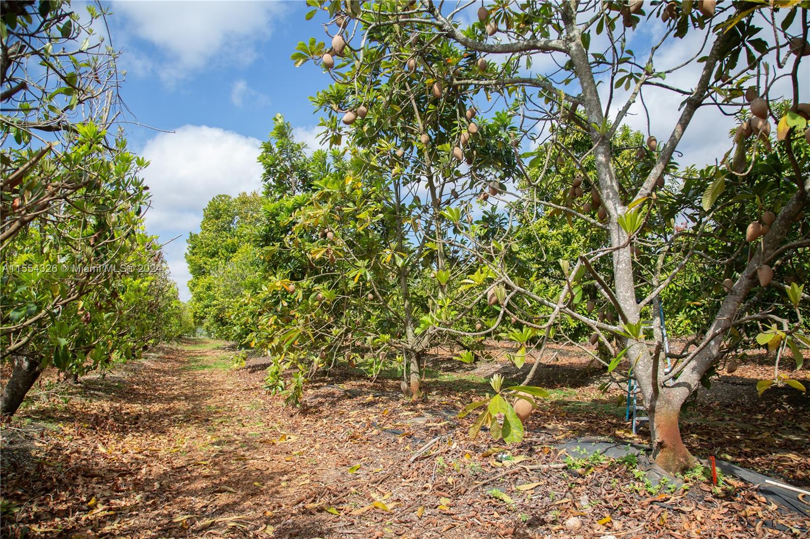 25420 SW 224th Ave, Homestead, Florida 33031, 4 Bedrooms Bedrooms, ,3 BathroomsBathrooms,Residential,For Sale,25420 SW 224th Ave,A11554326