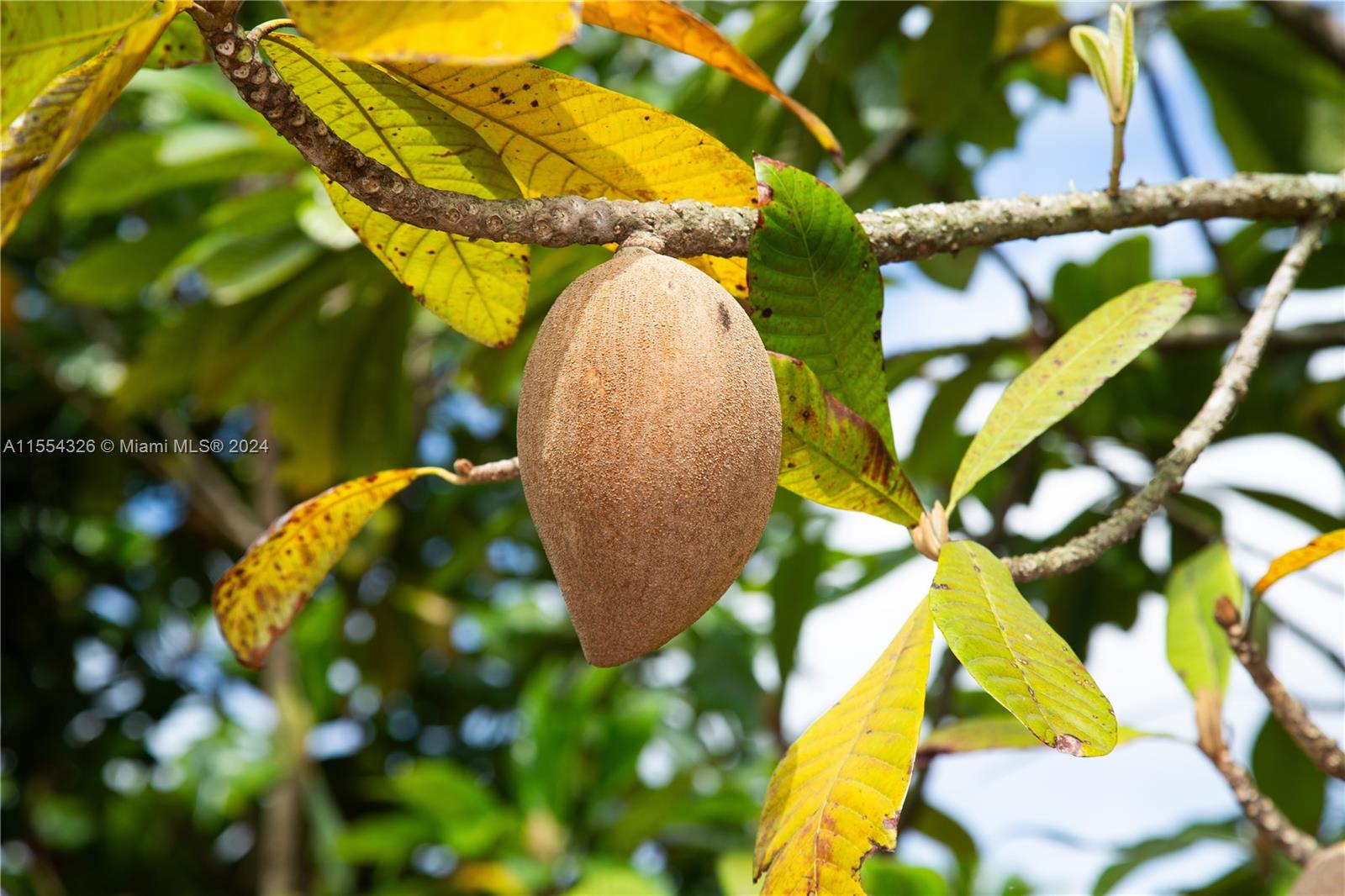 25420 SW 224th Ave, Homestead, Florida 33031, 4 Bedrooms Bedrooms, ,3 BathroomsBathrooms,Residential,For Sale,25420 SW 224th Ave,A11554326