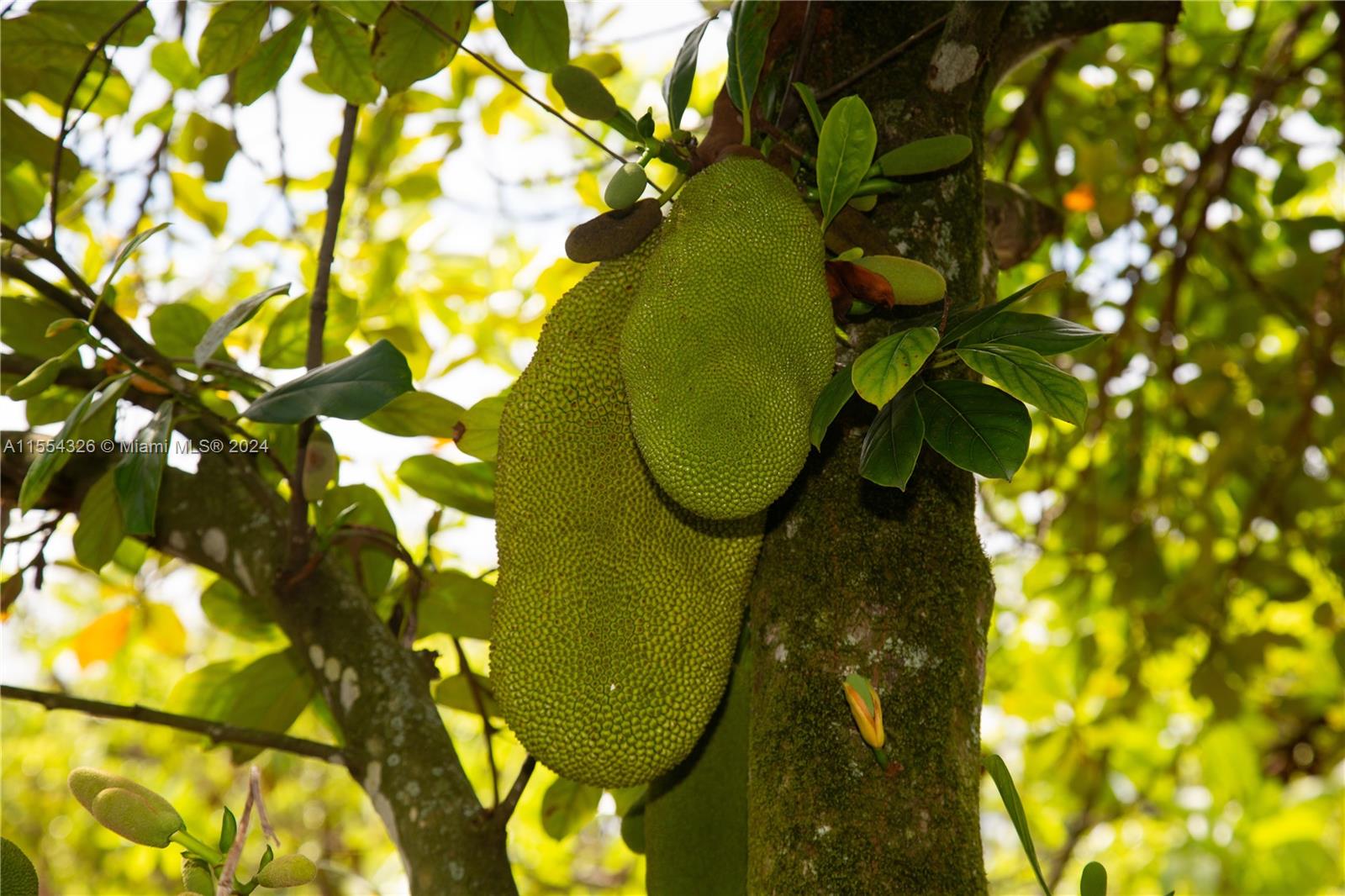 25420 SW 224th Ave, Homestead, Florida 33031, 4 Bedrooms Bedrooms, ,3 BathroomsBathrooms,Residential,For Sale,25420 SW 224th Ave,A11554326