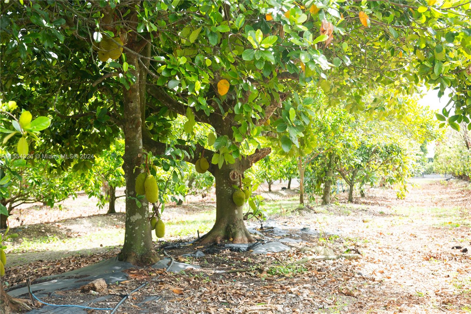 25420 SW 224th Ave, Homestead, Florida 33031, 4 Bedrooms Bedrooms, ,3 BathroomsBathrooms,Residential,For Sale,25420 SW 224th Ave,A11554326