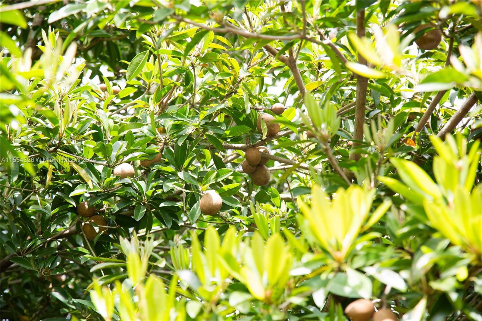 25420 SW 224th Ave, Homestead, Florida 33031, 4 Bedrooms Bedrooms, ,3 BathroomsBathrooms,Residential,For Sale,25420 SW 224th Ave,A11554326