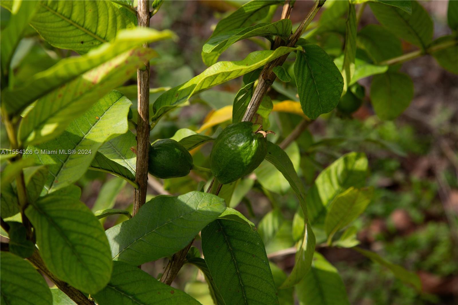 25420 SW 224th Ave, Homestead, Florida 33031, 4 Bedrooms Bedrooms, ,3 BathroomsBathrooms,Residential,For Sale,25420 SW 224th Ave,A11554326