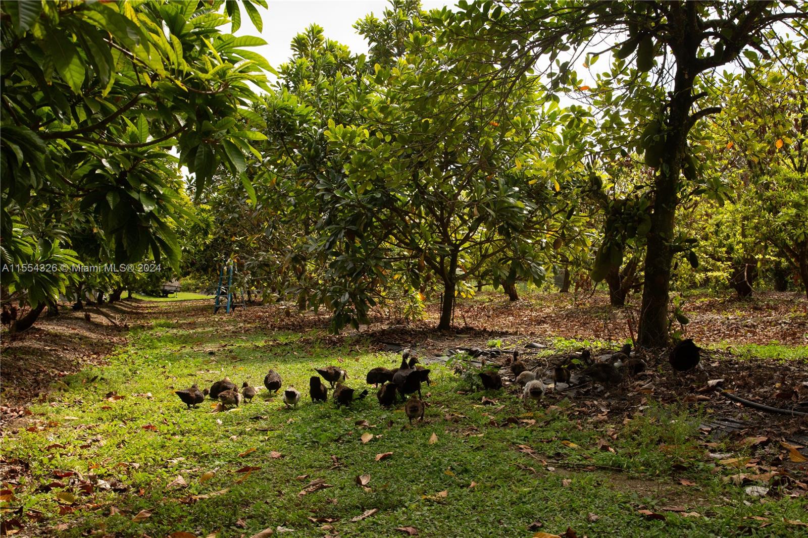 25420 SW 224th Ave, Homestead, Florida 33031, 4 Bedrooms Bedrooms, ,3 BathroomsBathrooms,Residential,For Sale,25420 SW 224th Ave,A11554326