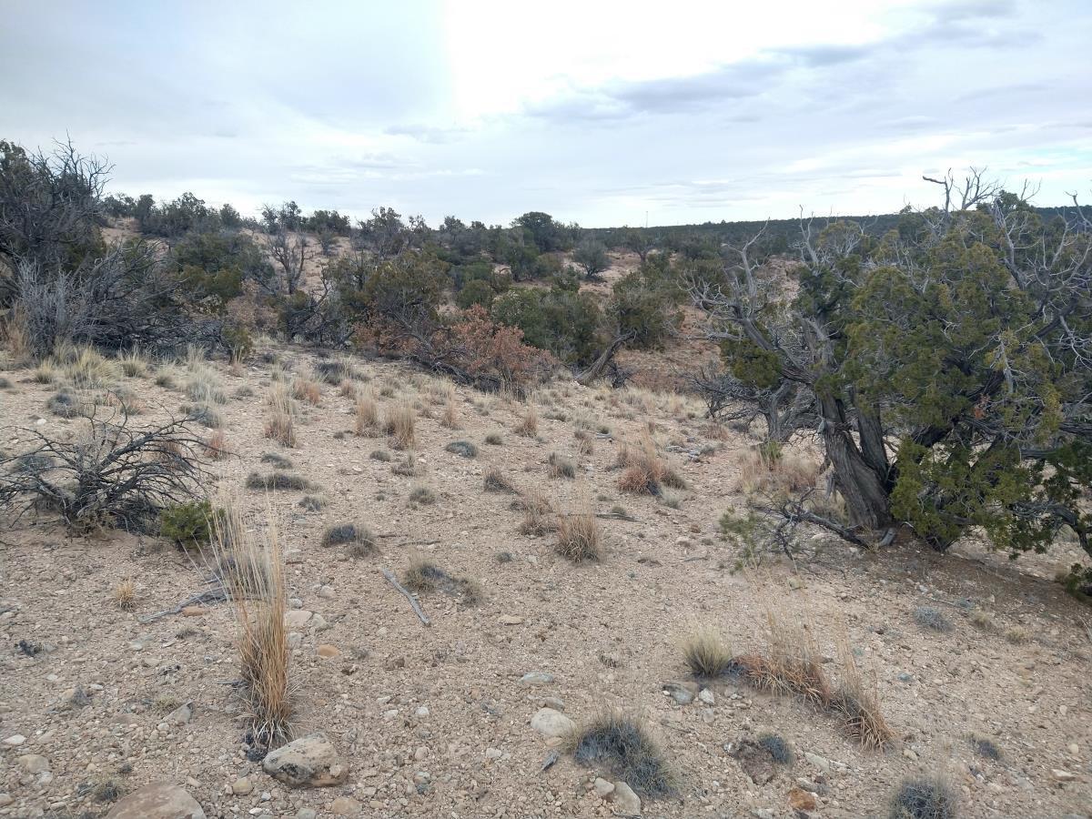 Tract 4 Bridle Path Loop, Mountainair, New Mexico 87036, ,Land,For Sale,Tract 4 Bridle Path Loop,1031675