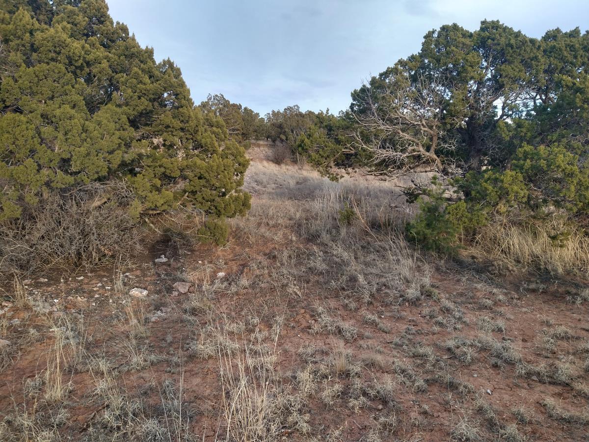 Tract 7 Bridle Path Loop, Mountainair, New Mexico 87036, ,Land,For Sale,Tract 7 Bridle Path Loop,1031678