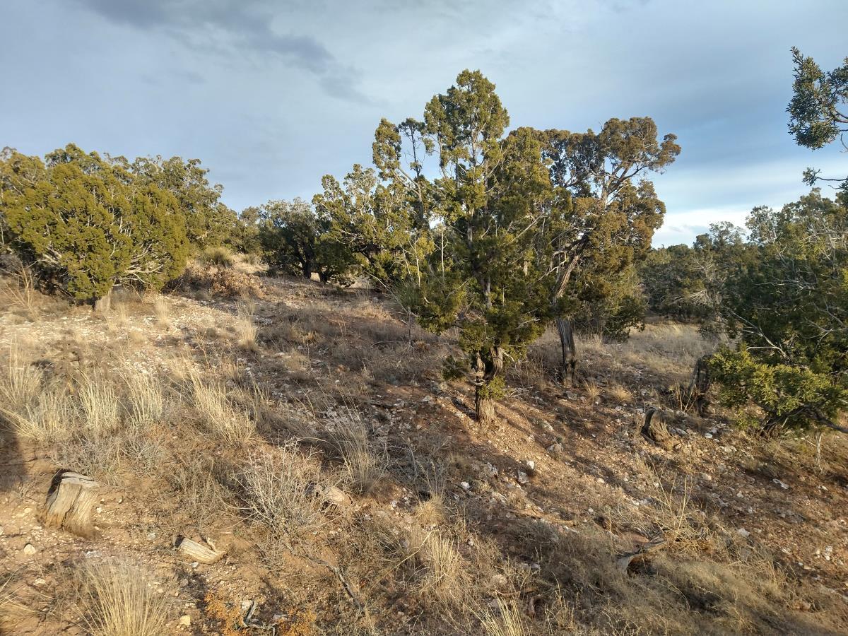 Tract 7 Bridle Path Loop, Mountainair, New Mexico 87036, ,Land,For Sale,Tract 7 Bridle Path Loop,1031678