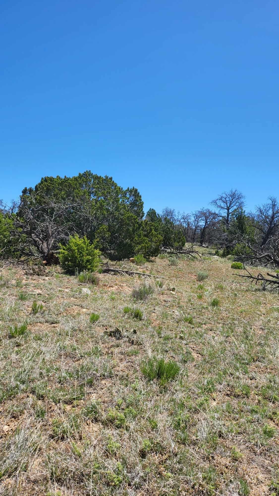 Land for sale in Ramah, New Mexico, 1056801
