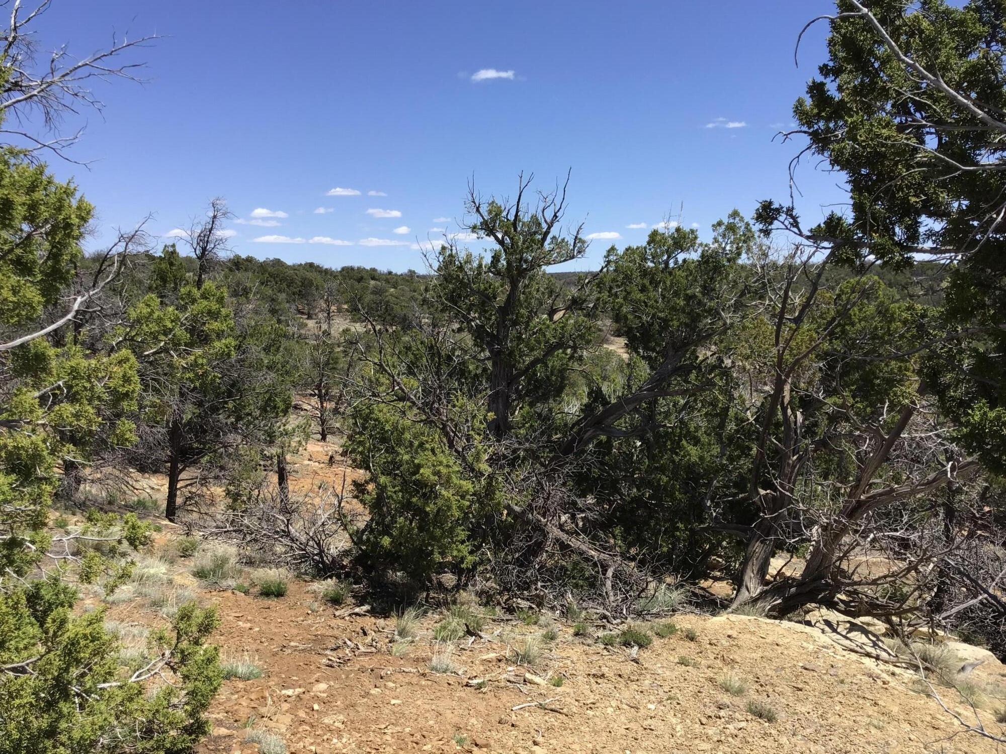 Lot 207 Meadow Drive, Ramah, New Mexico 87321, ,Land,For Sale,Lot 207 Meadow Drive,1059202