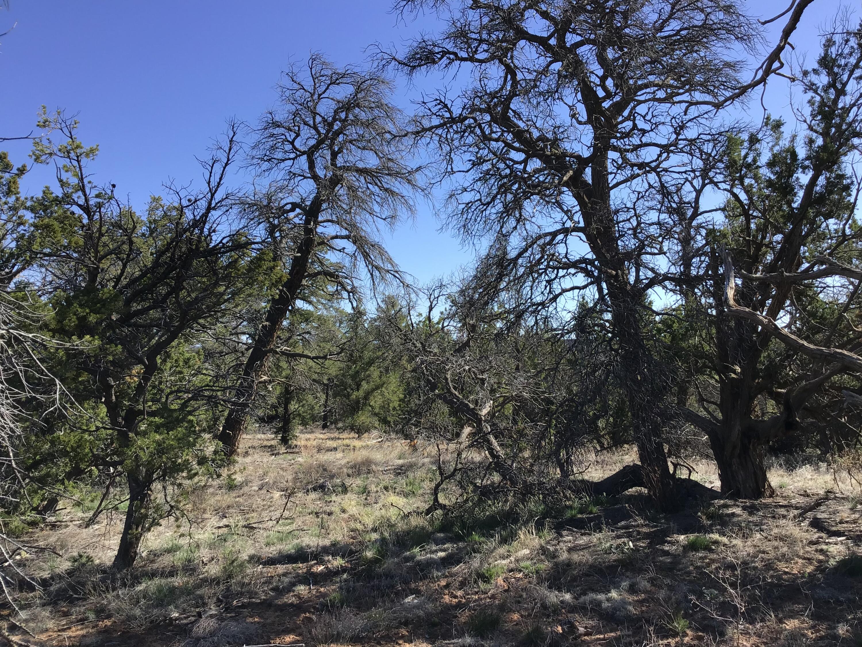 Lot 300 Edgewood Drive, Ramah, New Mexico 87321, ,Land,For Sale,Lot 300 Edgewood Drive,1059530