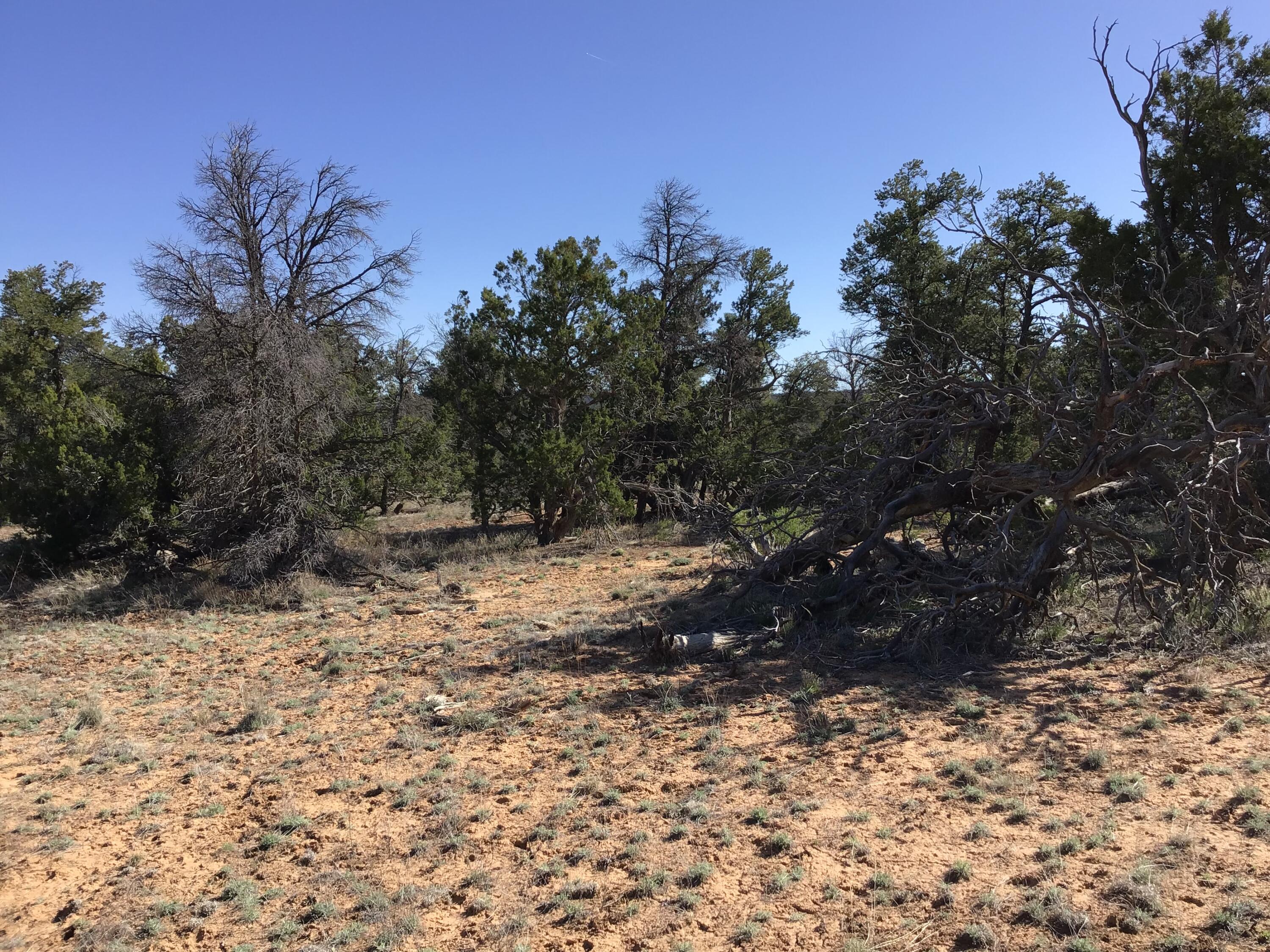 Lot 300 Edgewood Drive, Ramah, New Mexico 87321, ,Land,For Sale,Lot 300 Edgewood Drive,1059530