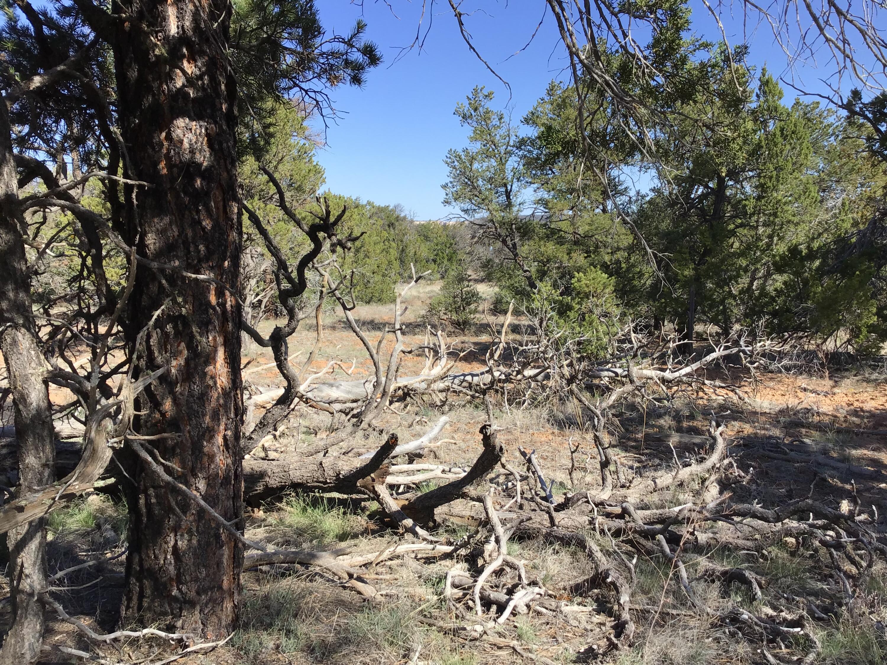 Lot 300 Edgewood Drive, Ramah, New Mexico 87321, ,Land,For Sale,Lot 300 Edgewood Drive,1059530