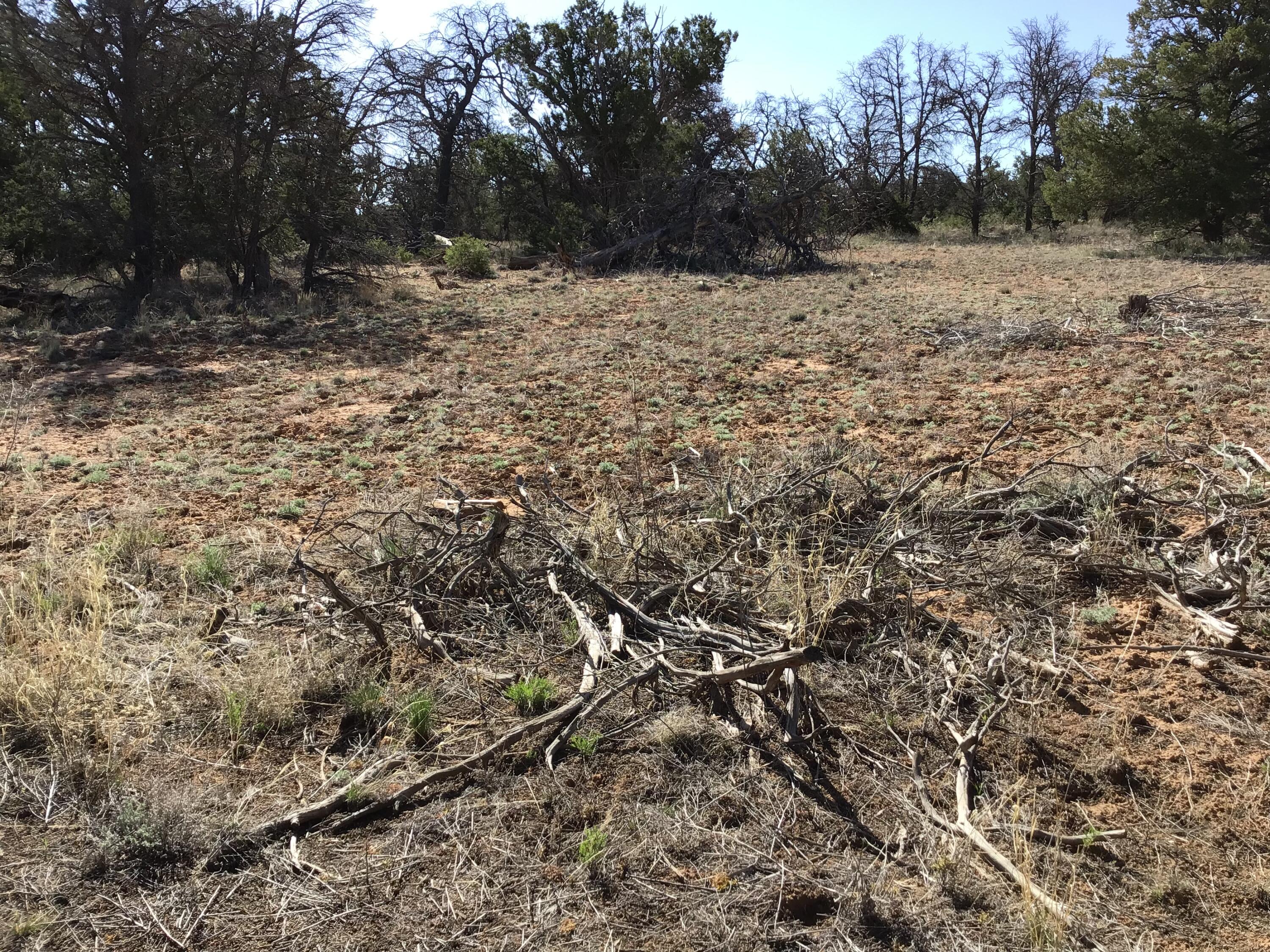 Lot 300 Edgewood Drive, Ramah, New Mexico 87321, ,Land,For Sale,Lot 300 Edgewood Drive,1059530