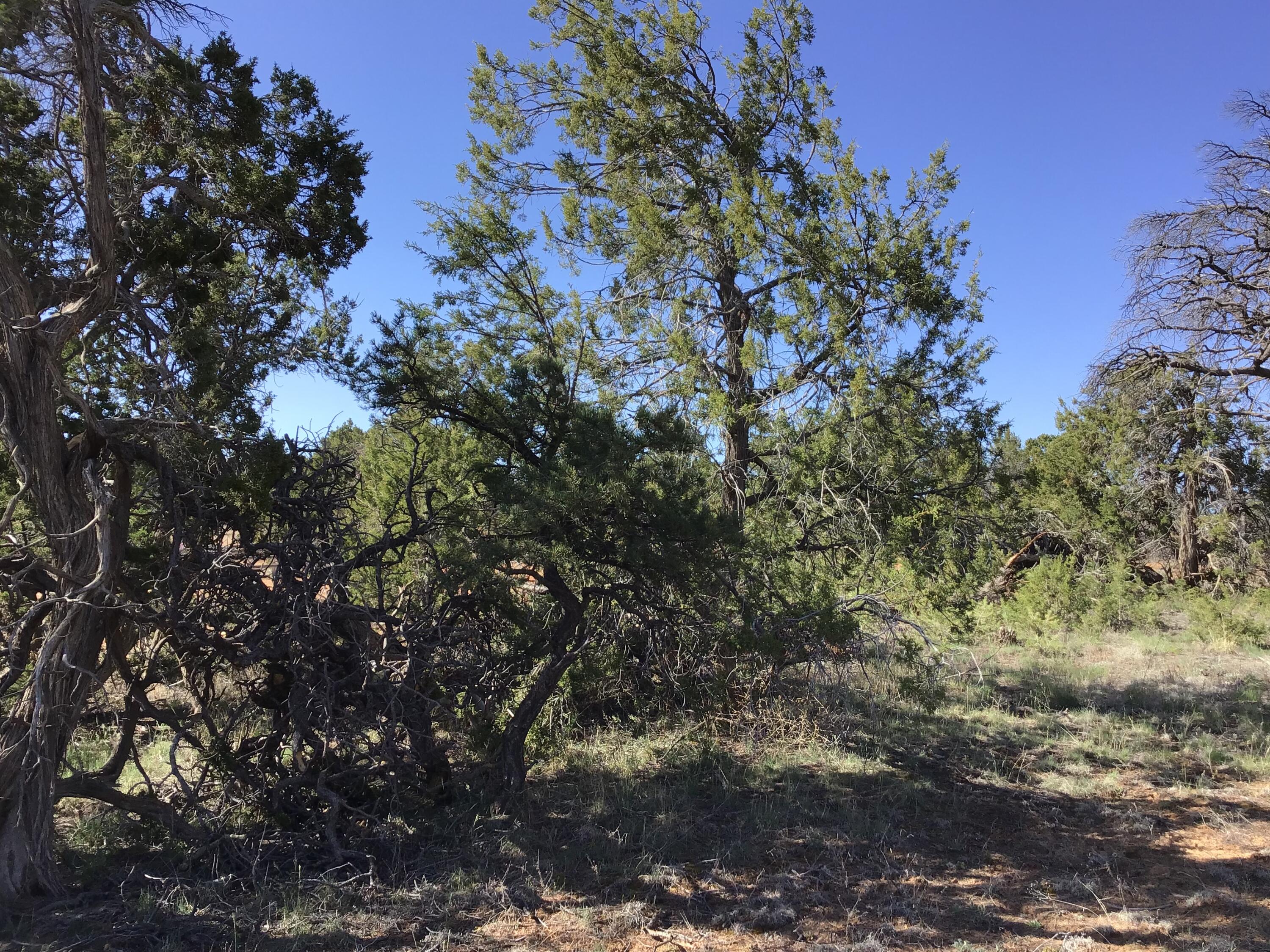 Lot 300 Edgewood Drive, Ramah, New Mexico 87321, ,Land,For Sale,Lot 300 Edgewood Drive,1059530