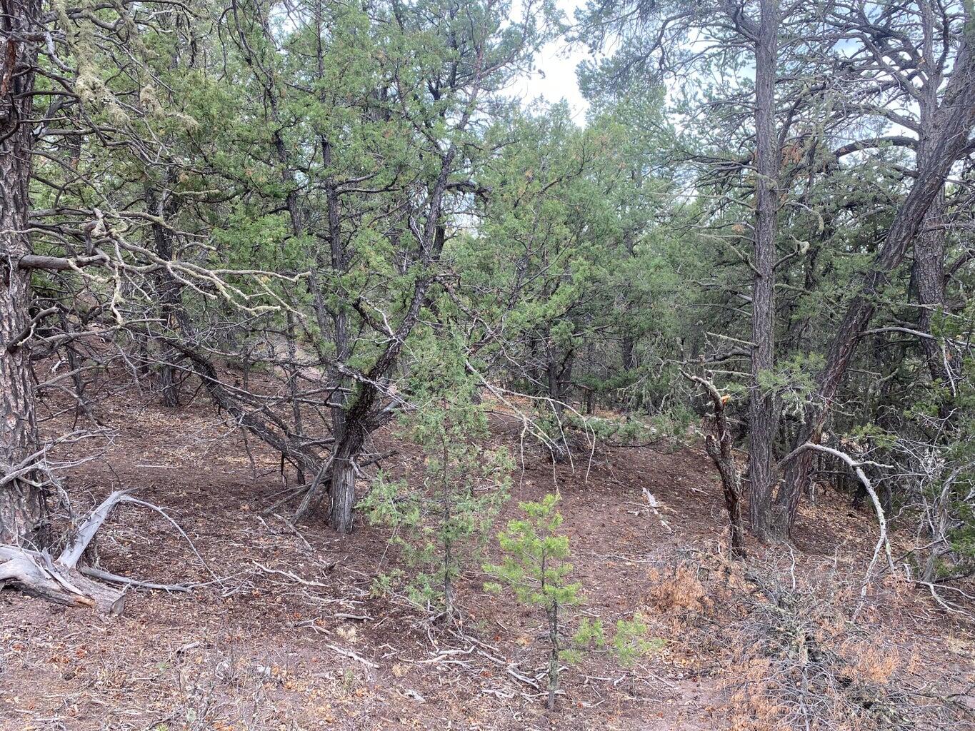 Lot 23 Sunflower Drive, Ramah, New Mexico 87321, ,Land,For Sale,Lot 23 Sunflower Drive,1059589