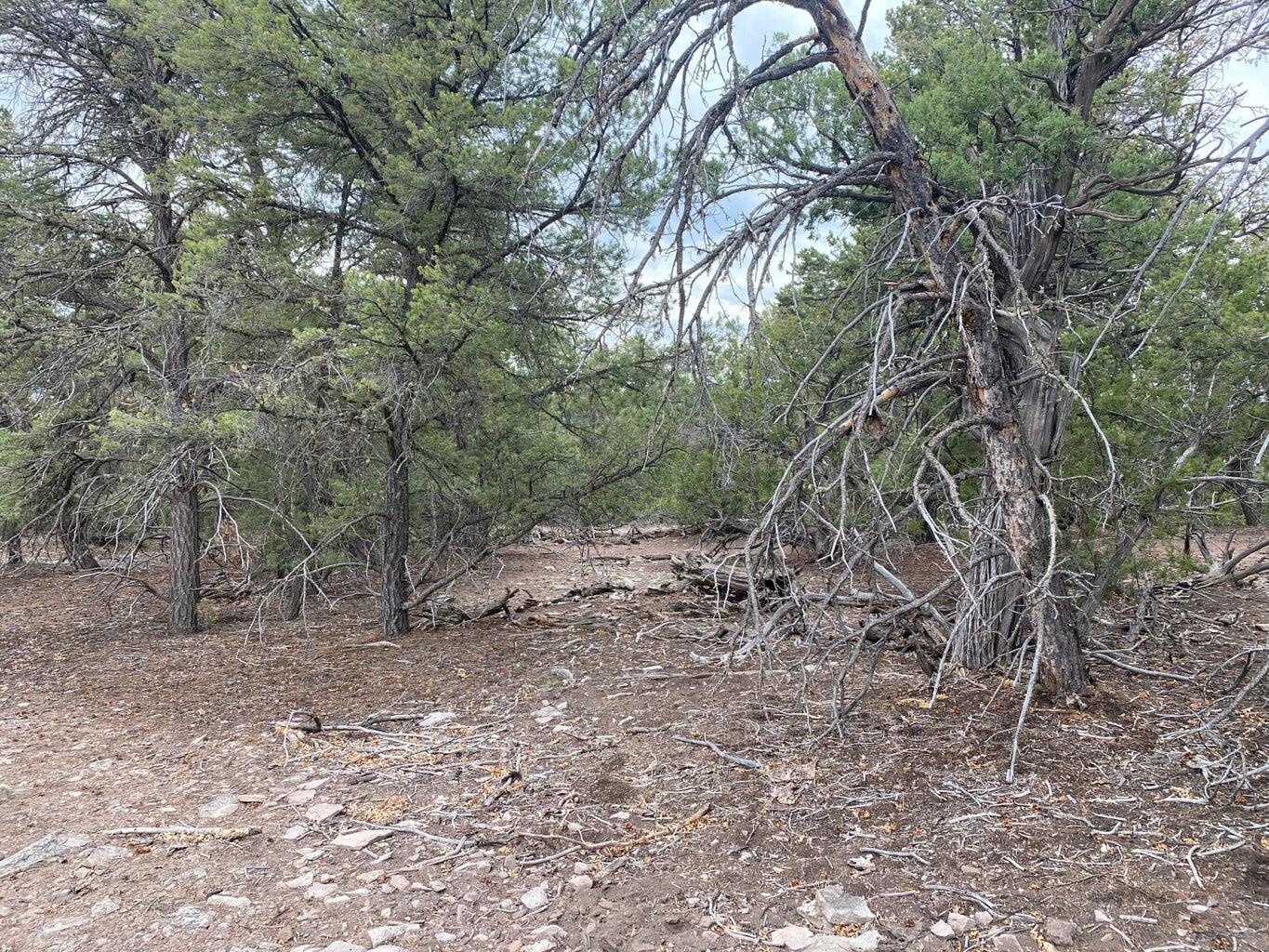 Lot 23 Sunflower Drive, Ramah, New Mexico 87321, ,Land,For Sale,Lot 23 Sunflower Drive,1059589