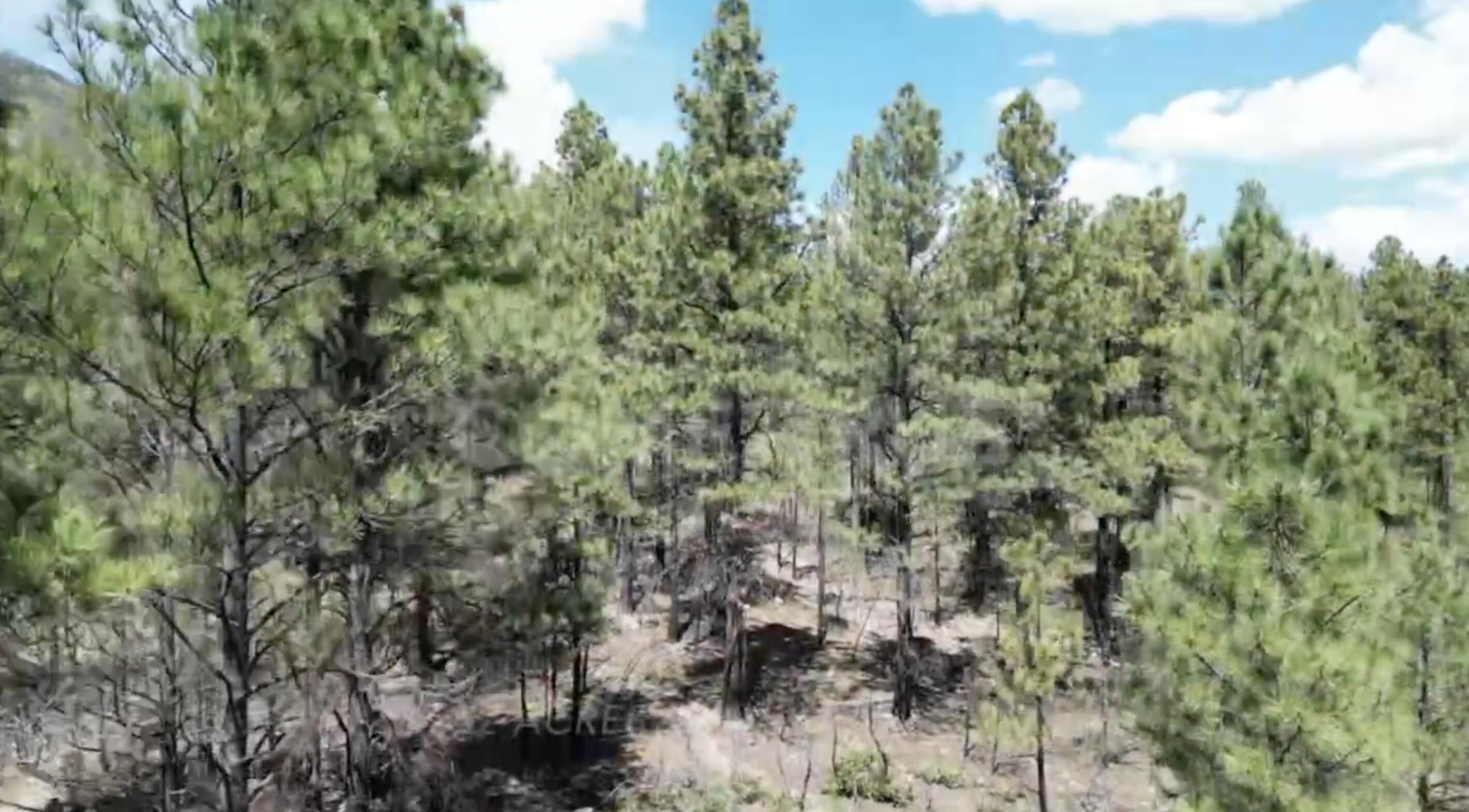 Behind1161 Nm-434, Mora, New Mexico 87732, ,Land,For Sale,Behind1161 Nm-434,1061014