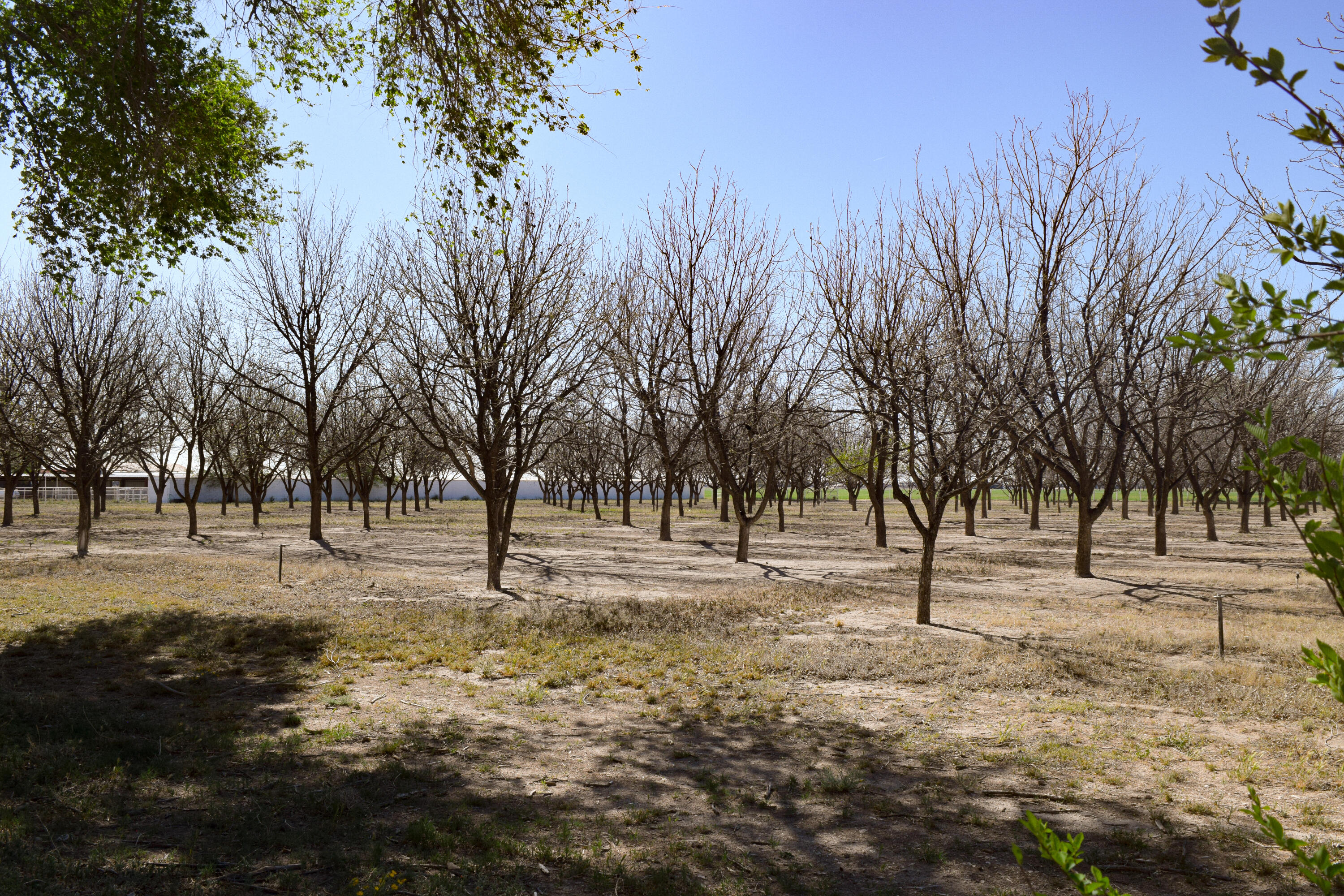 Knowles Road, Hobbs, New Mexico 88240, ,Farm,For Sale, Knowles Road,1061207