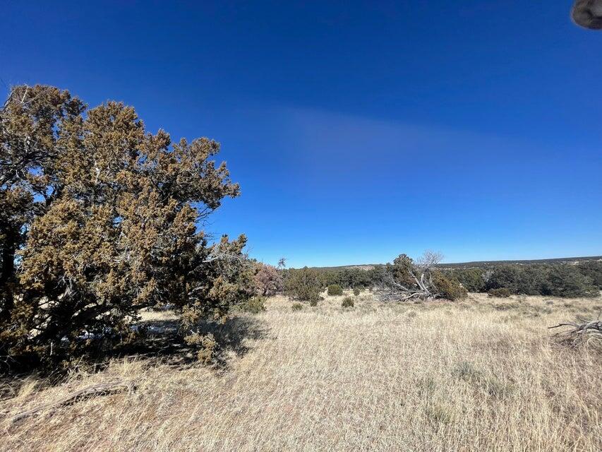 319 Hwy 603, Pie Town, New Mexico 87827, ,Land,For Sale,319 Hwy 603,1061422
