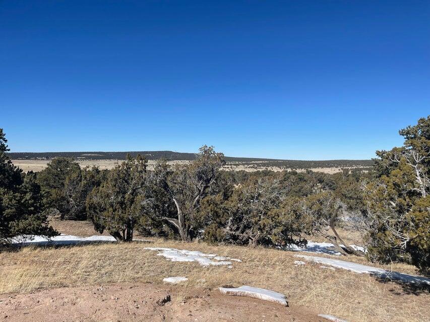 319 Hwy 603, Pie Town, New Mexico 87827, ,Land,For Sale,319 Hwy 603,1061422