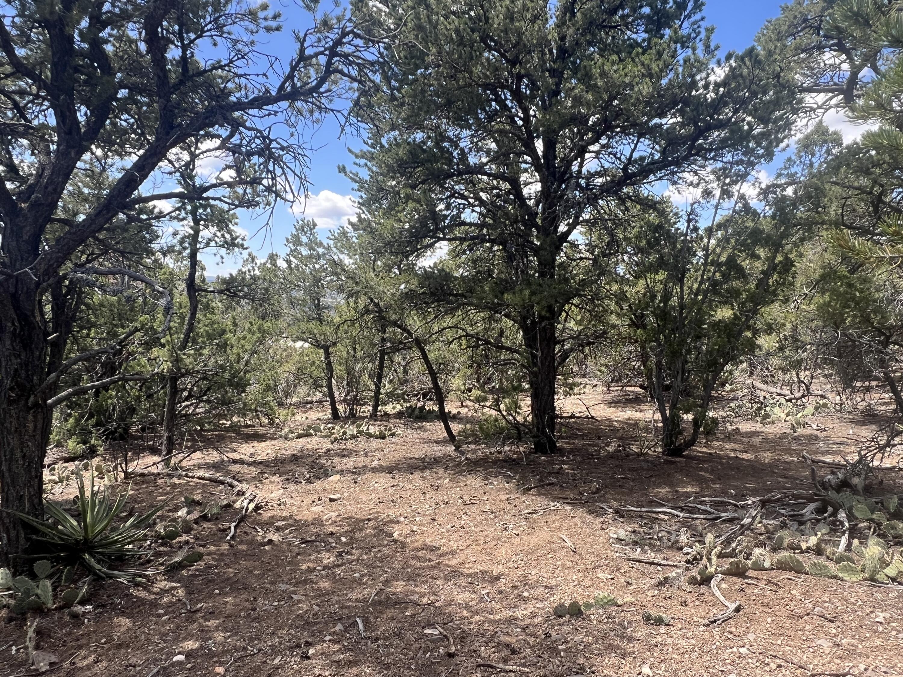 Zane Drive, Sandia Park, New Mexico 87047, ,Land,For Sale, Zane Drive,1061490