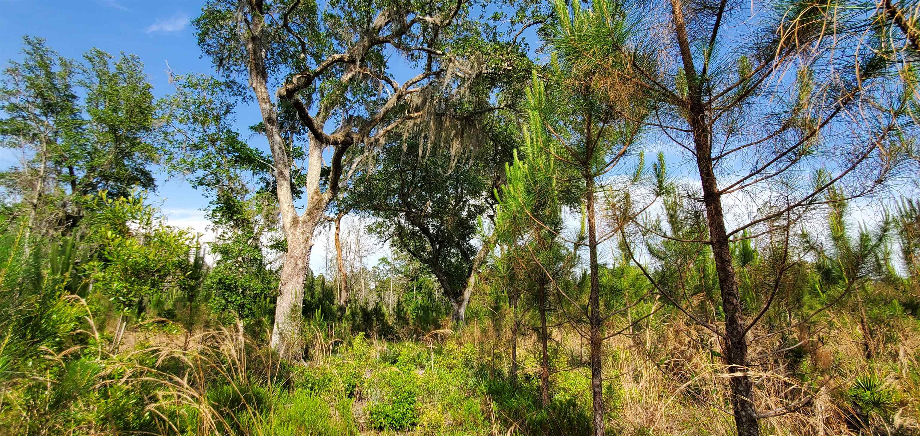 78.7 Acres SW Vacant Mt Gilead Road, GREENVILLE, Florida image 10