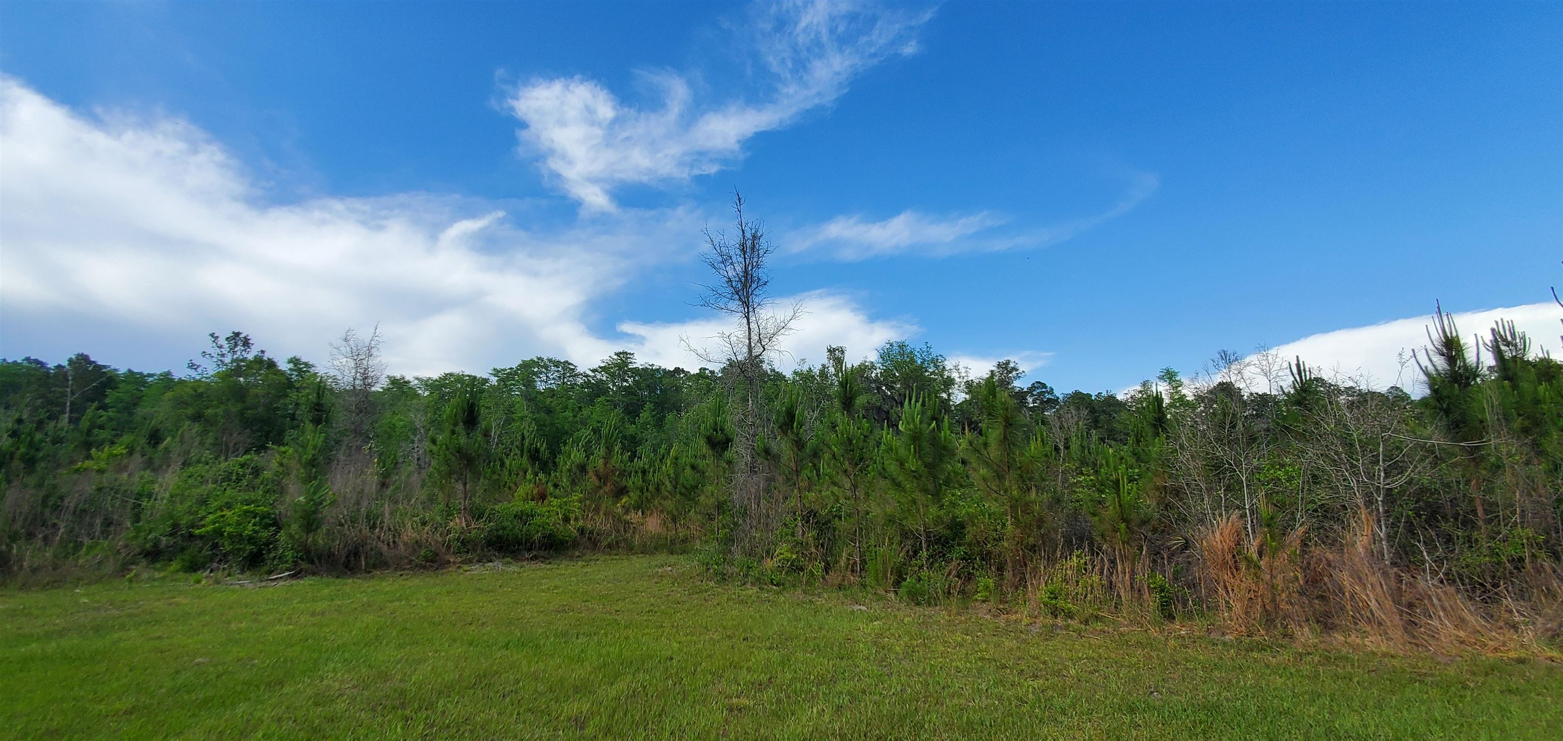 78.7 Acres SW Vacant Mt Gilead Road, GREENVILLE, Florida image 12