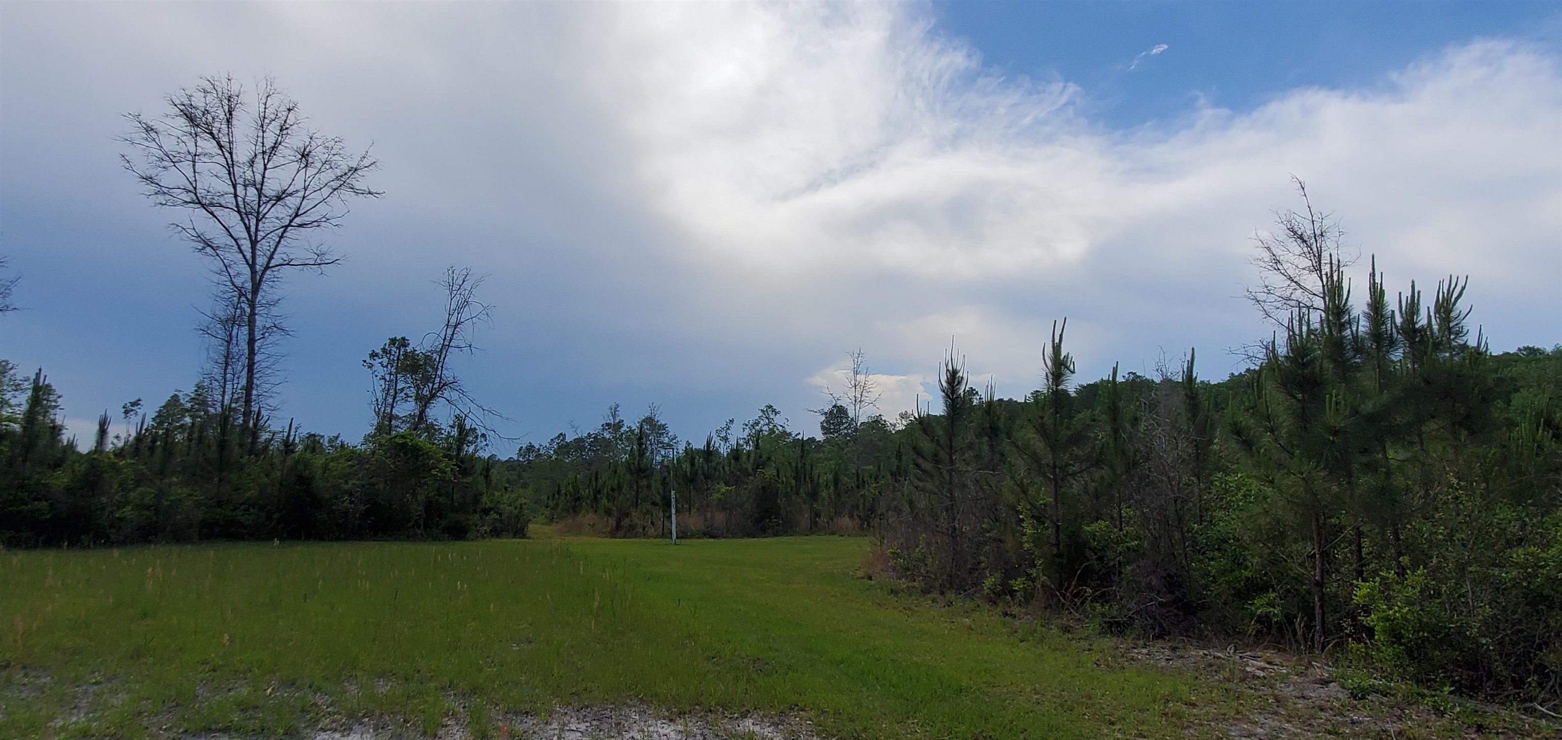 78.7 Acres SW Vacant Mt Gilead Road, GREENVILLE, Florida image 14