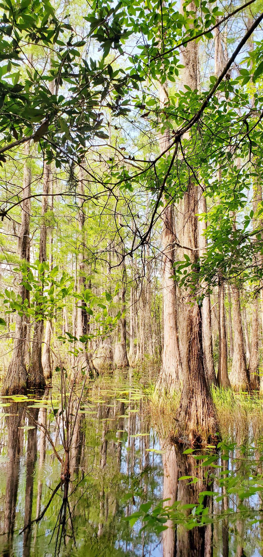 78.7 Acres SW Vacant Mt Gilead Road, GREENVILLE, Florida image 15