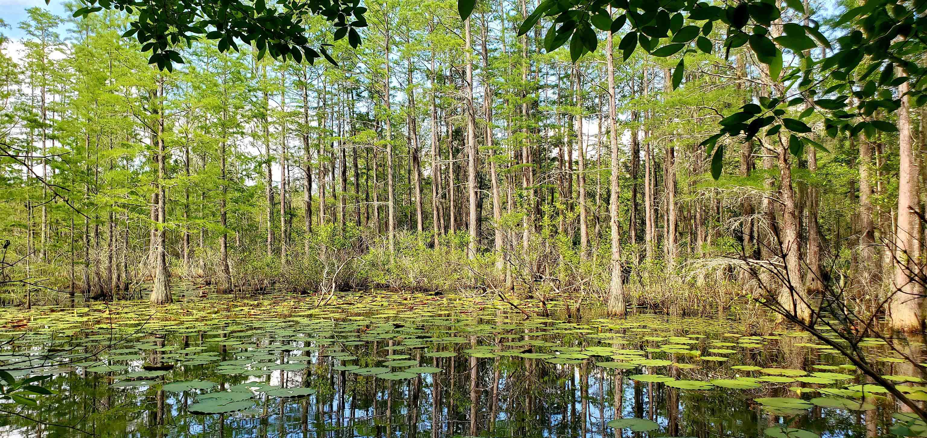 78.7 Acres SW Vacant Mt Gilead Road, GREENVILLE, Florida image 16