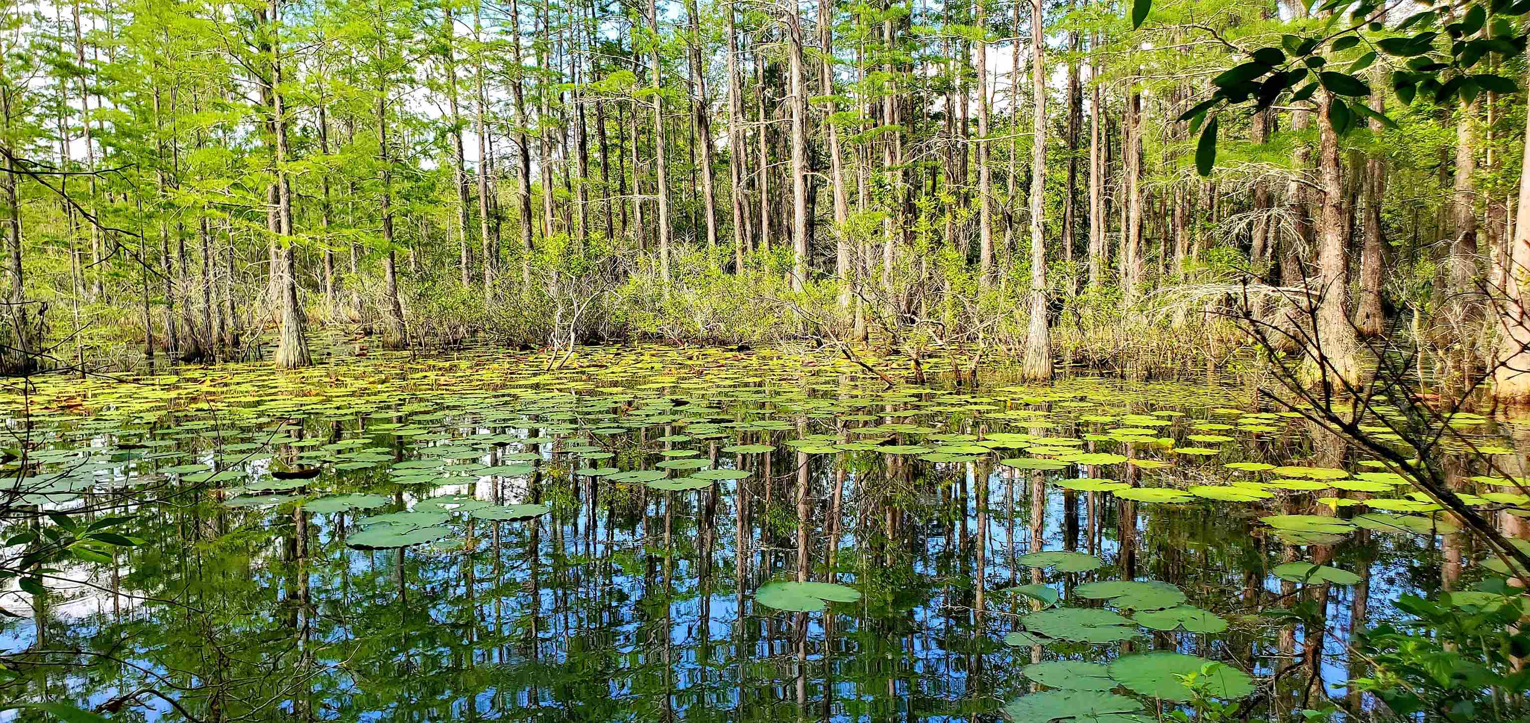 78.7 Acres SW Vacant Mt Gilead Road, GREENVILLE, Florida image 17