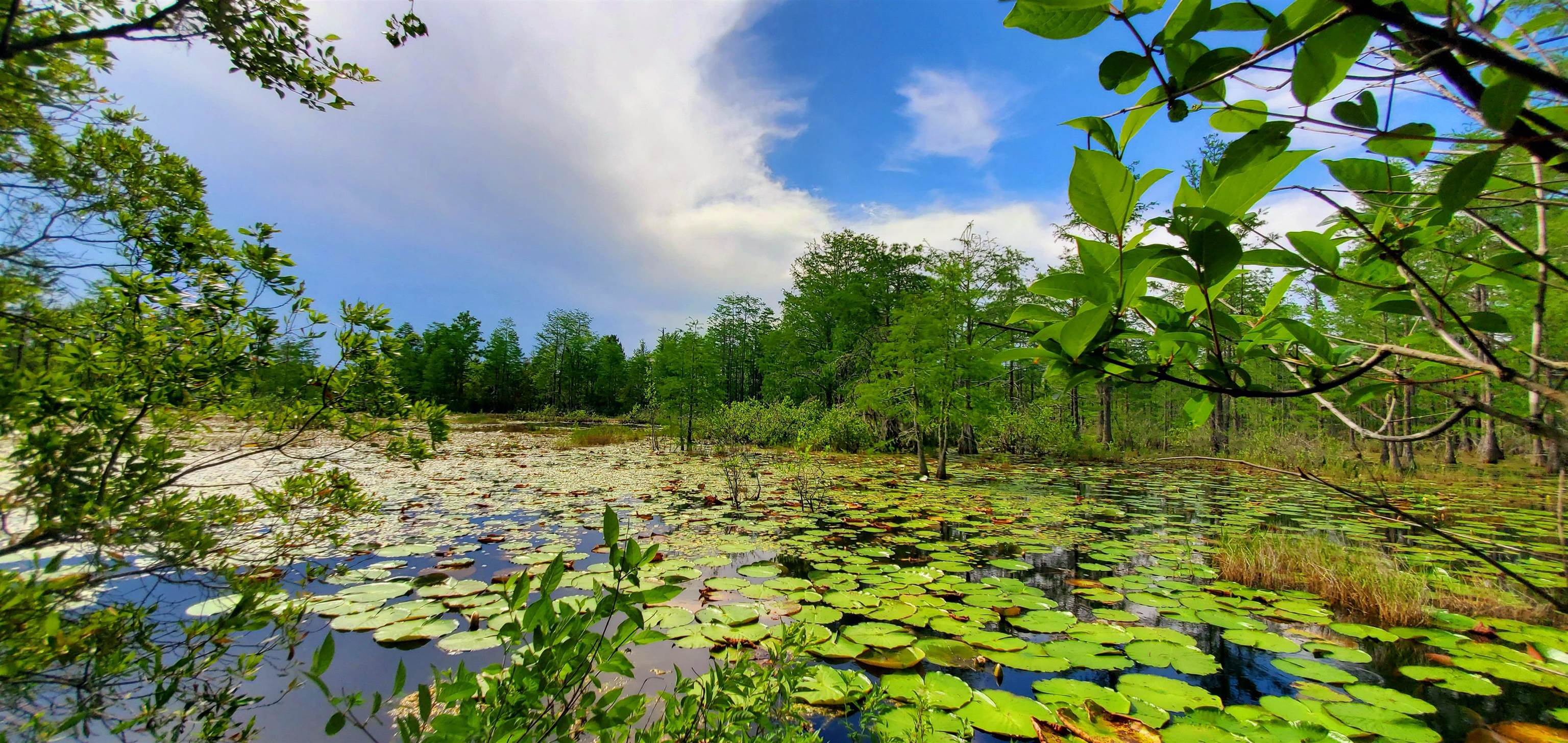 78.7 Acres SW Vacant Mt Gilead Road, GREENVILLE, Florida image 2