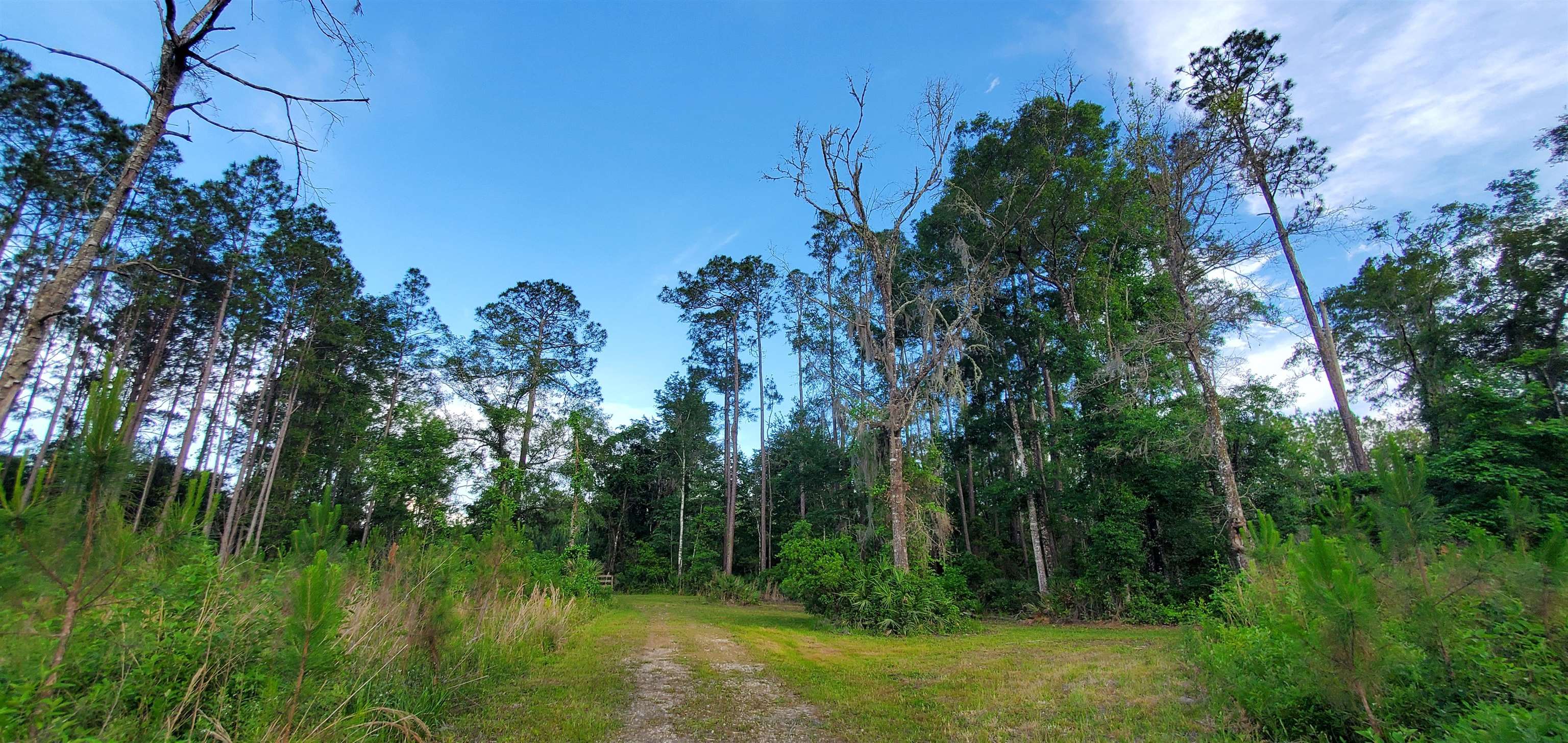 78.7 Acres SW Vacant Mt Gilead Road, GREENVILLE, Florida image 29