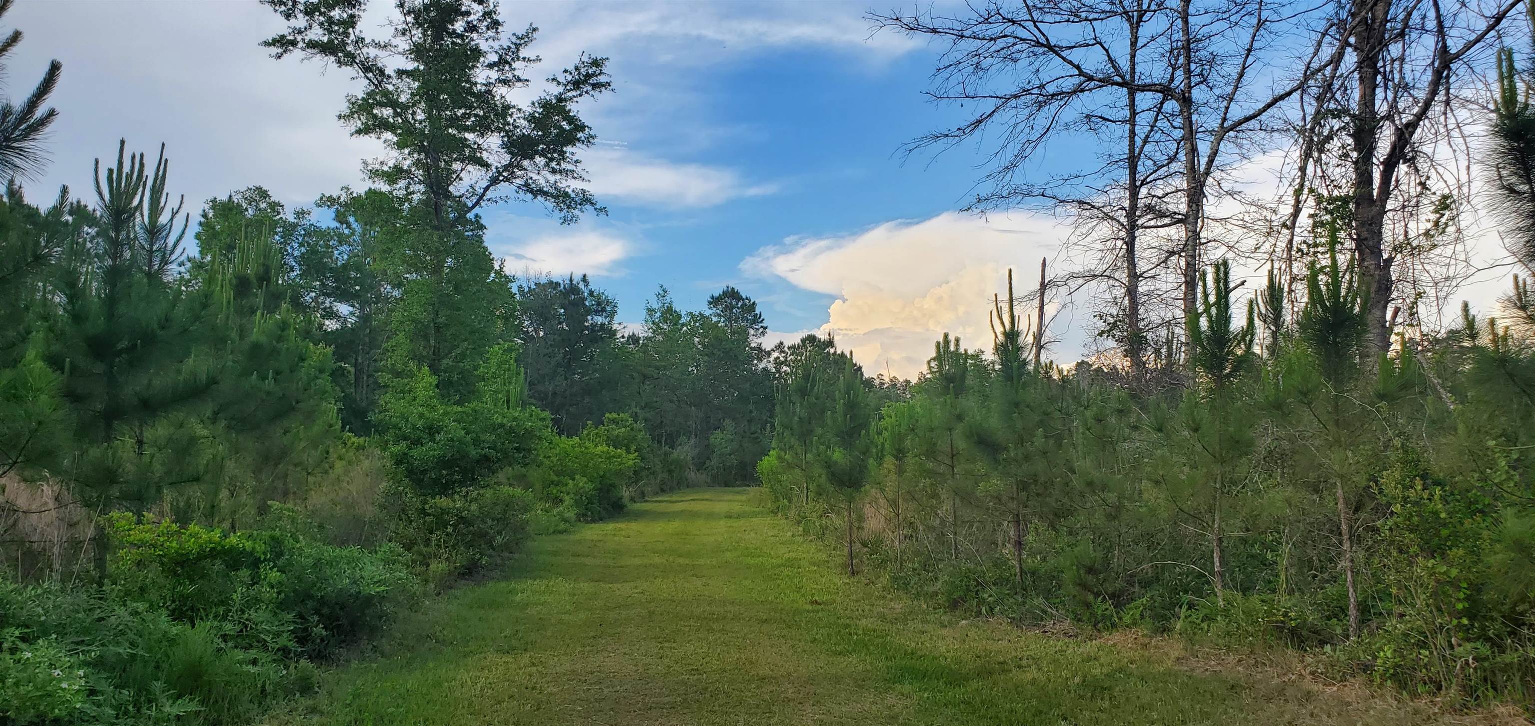 78.7 Acres SW Vacant Mt Gilead Road, GREENVILLE, Florida image 8