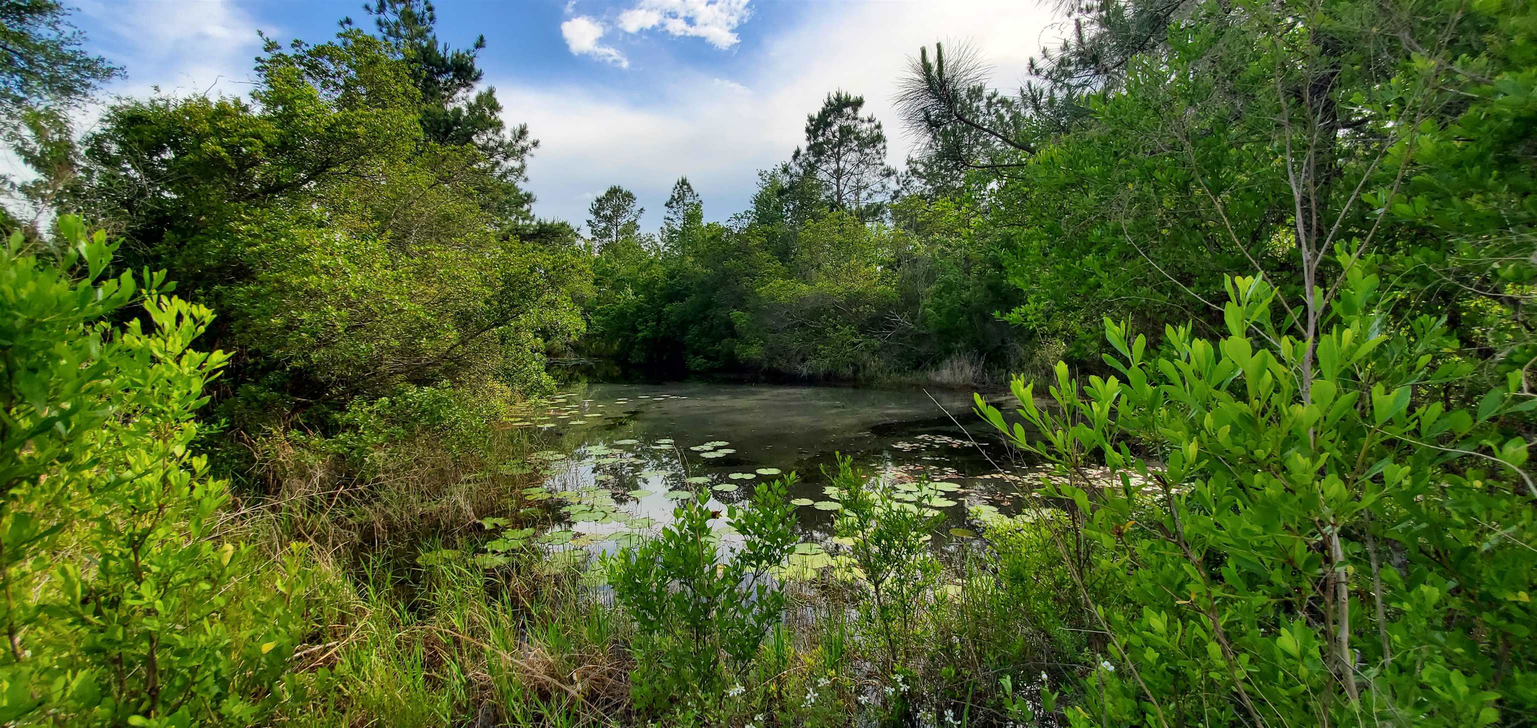 78.7 Acres SW Vacant Mt Gilead Road, GREENVILLE, Florida image 9