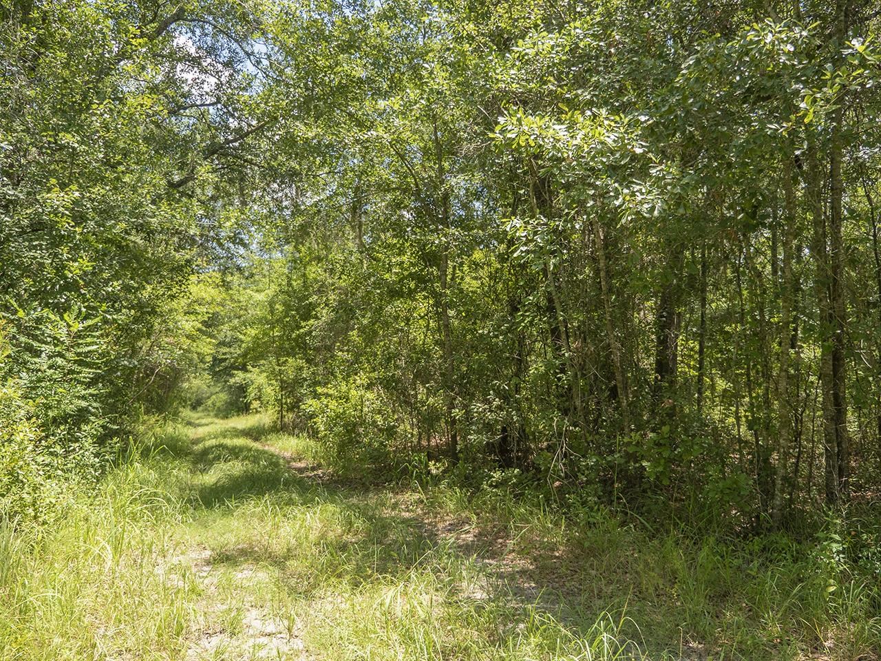 Vacant SW Hike Lake Road, Madison, Florida image 10