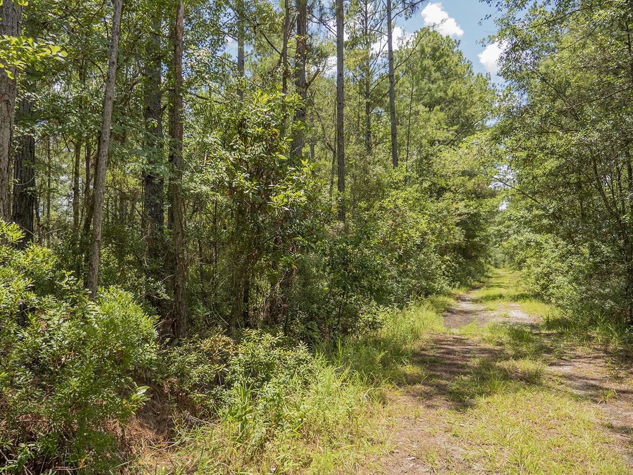 Vacant SW Hike Lake Road, Madison, Florida image 11