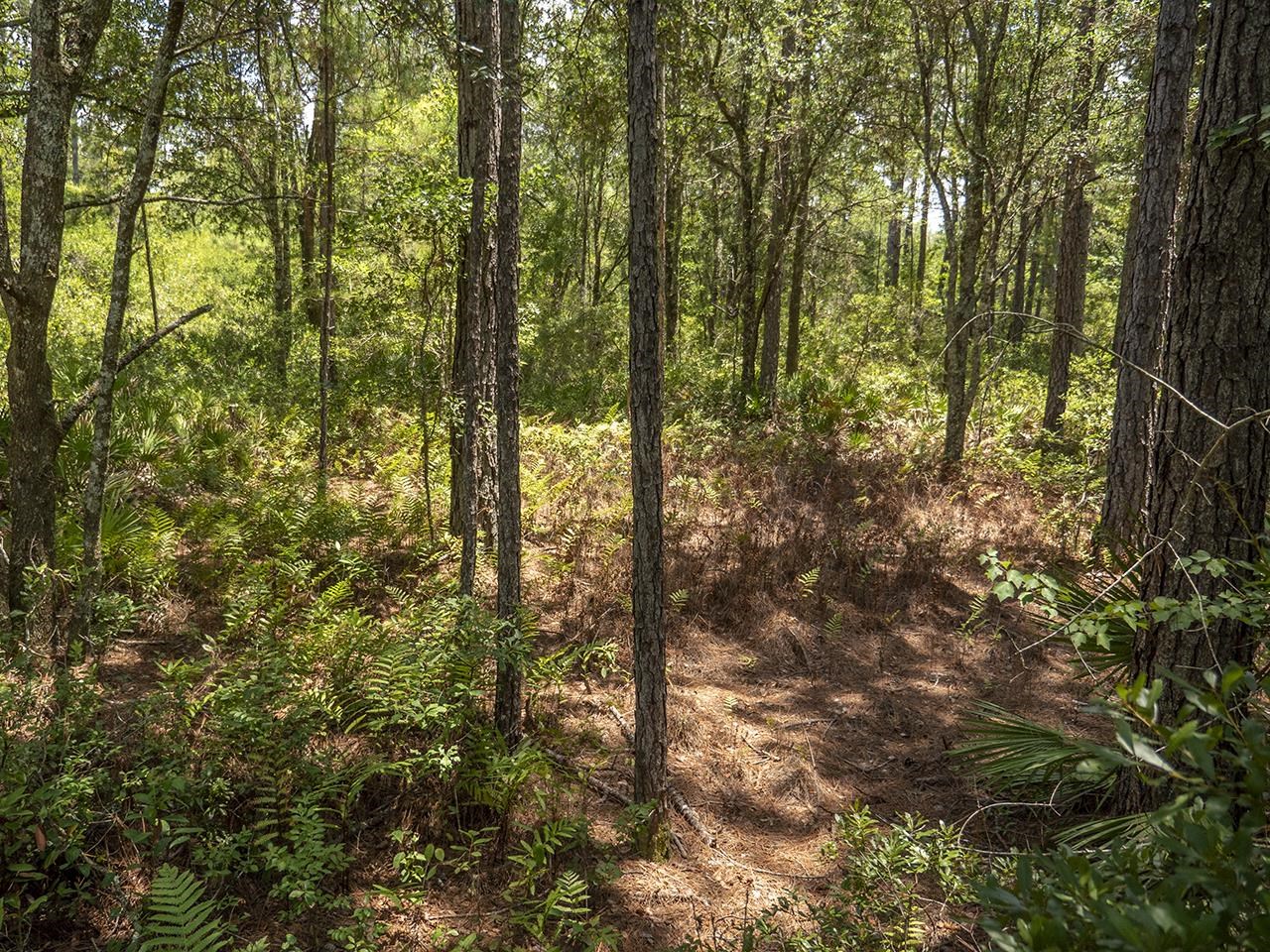 Vacant SW Hike Lake Road, Madison, Florida image 12