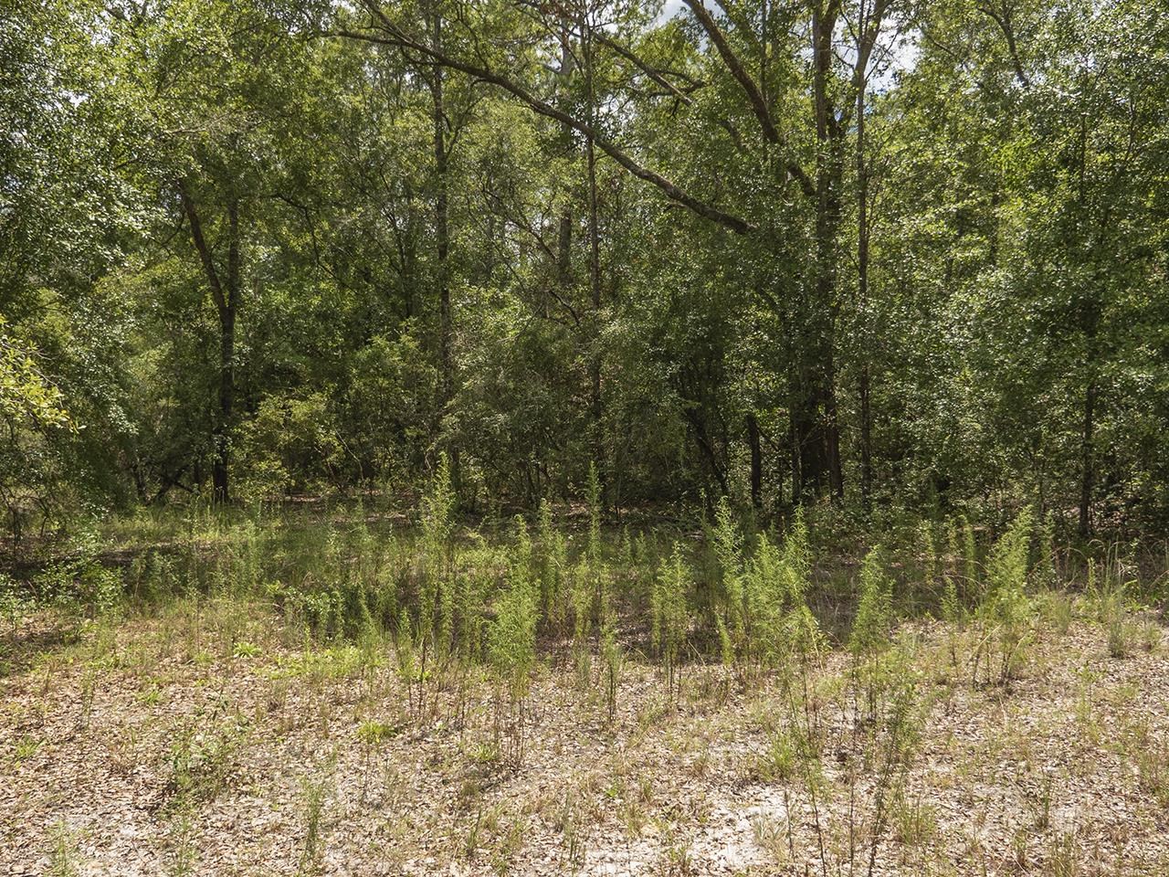 Vacant SW Hike Lake Road, Madison, Florida image 13