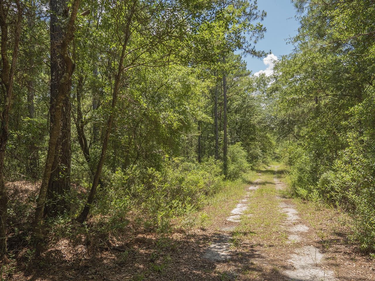 Vacant SW Hike Lake Road, Madison, Florida image 14