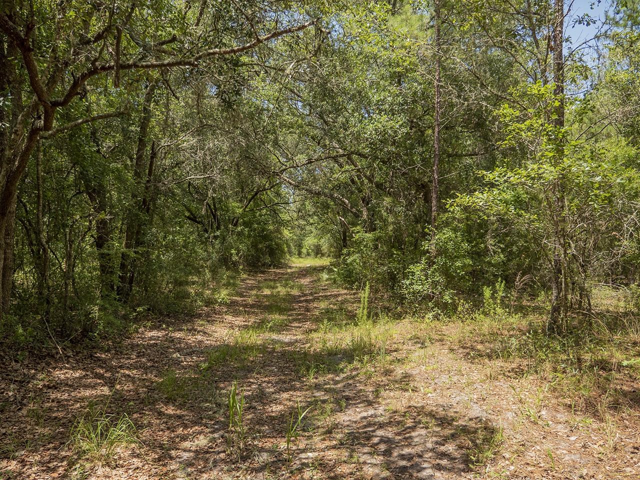 Vacant SW Hike Lake Road, Madison, Florida image 15