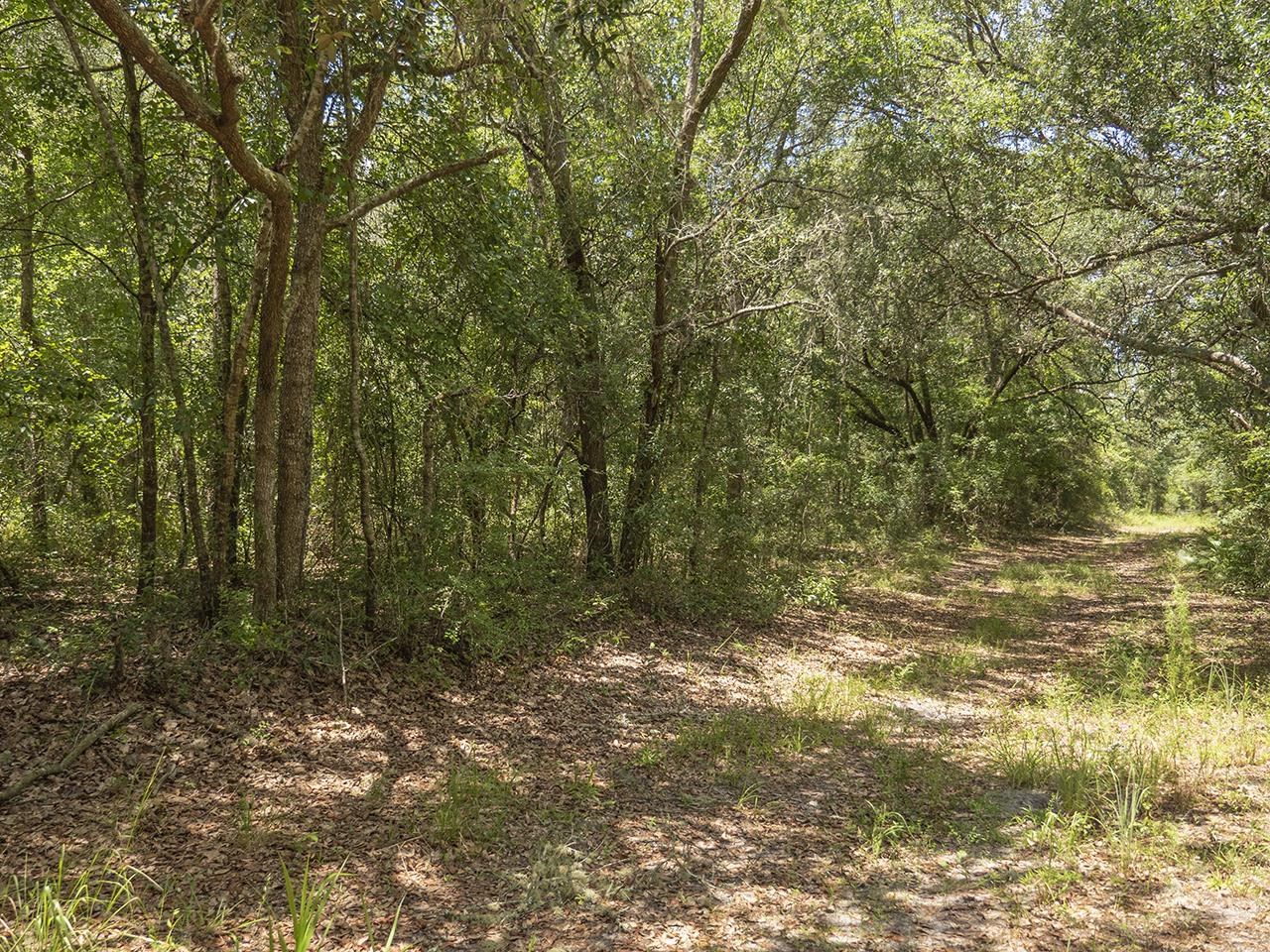 Vacant SW Hike Lake Road, Madison, Florida image 16