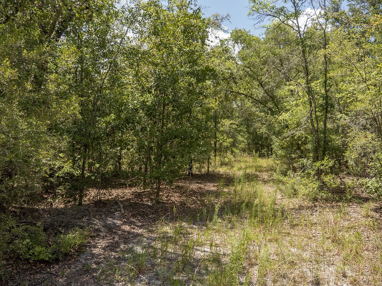 Vacant SW Hike Lake Road, Madison, Florida image 17