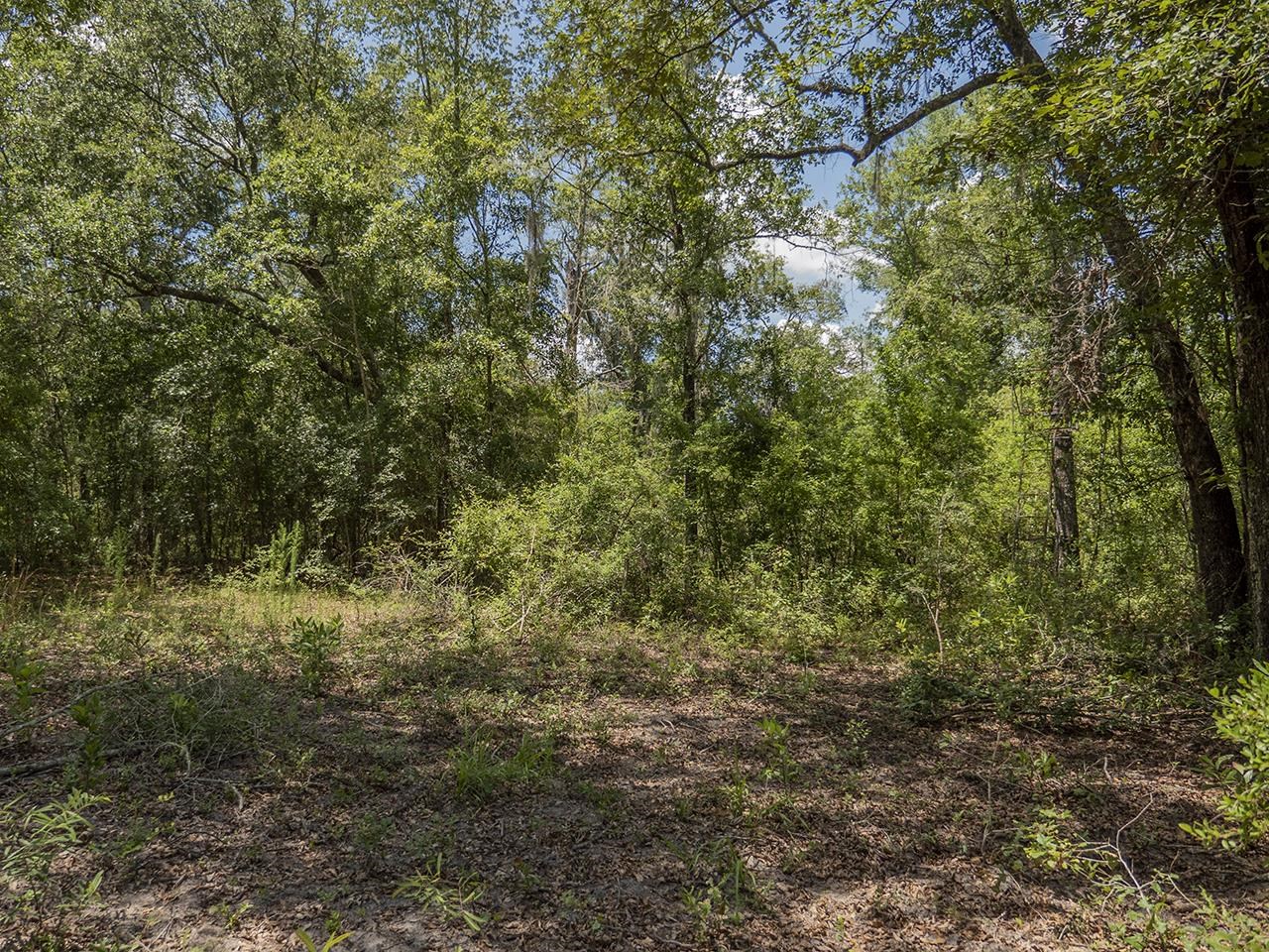 Vacant SW Hike Lake Road, Madison, Florida image 18