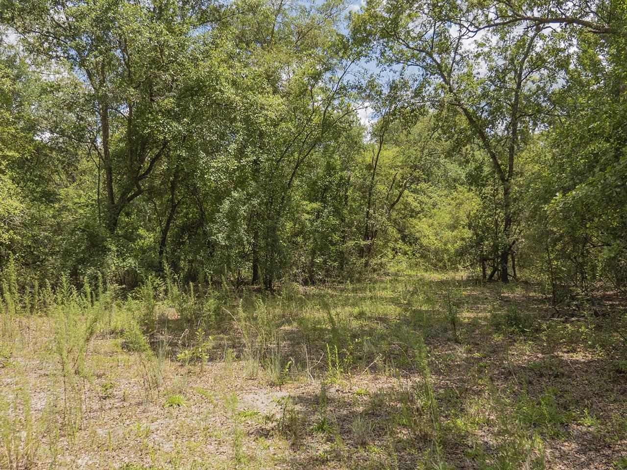 Vacant SW Hike Lake Road, Madison, Florida image 19