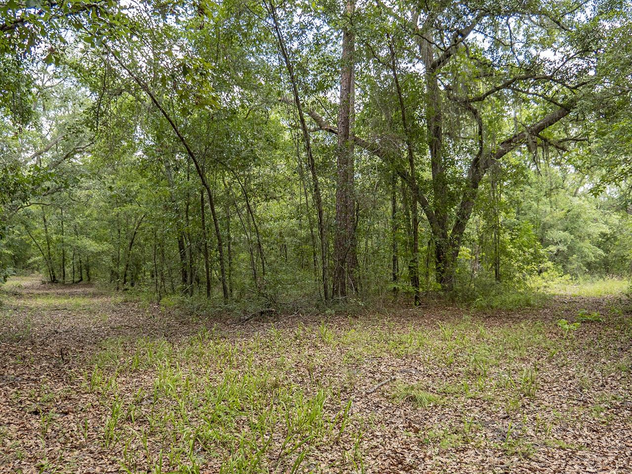 Vacant SW Hike Lake Road, Madison, Florida image 20